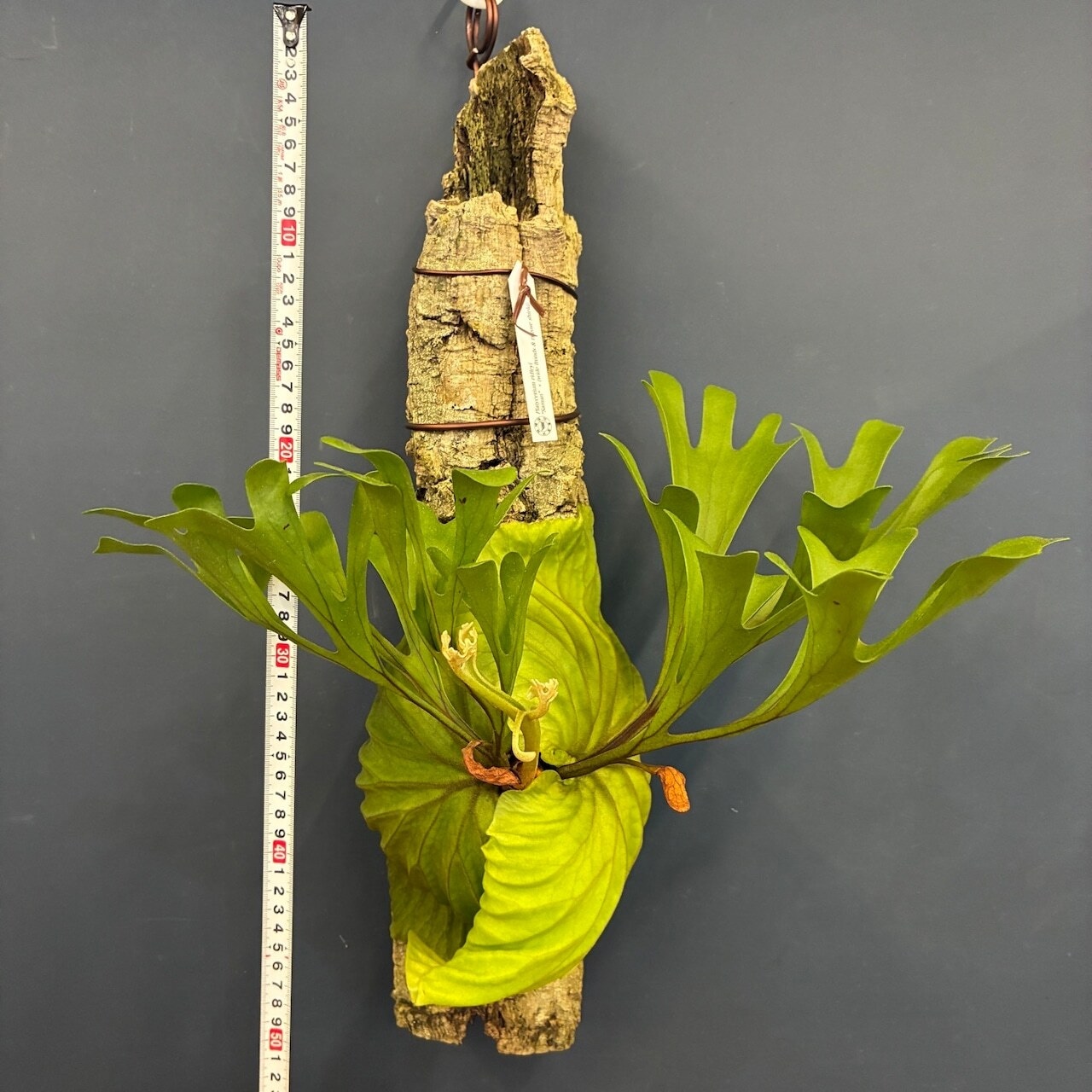 【抽選販売】【限定価格】【伊藤蟻】ビカクシダ リドレイ "Saman"× (wide fronds & rugose shield) 着生仕立て(限定1)