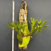 【抽選販売】【限定価格】【伊藤蟻】ビカクシダ リドレイ "Saman"× (wide fronds & rugose shield) 着生仕立て(限定1)