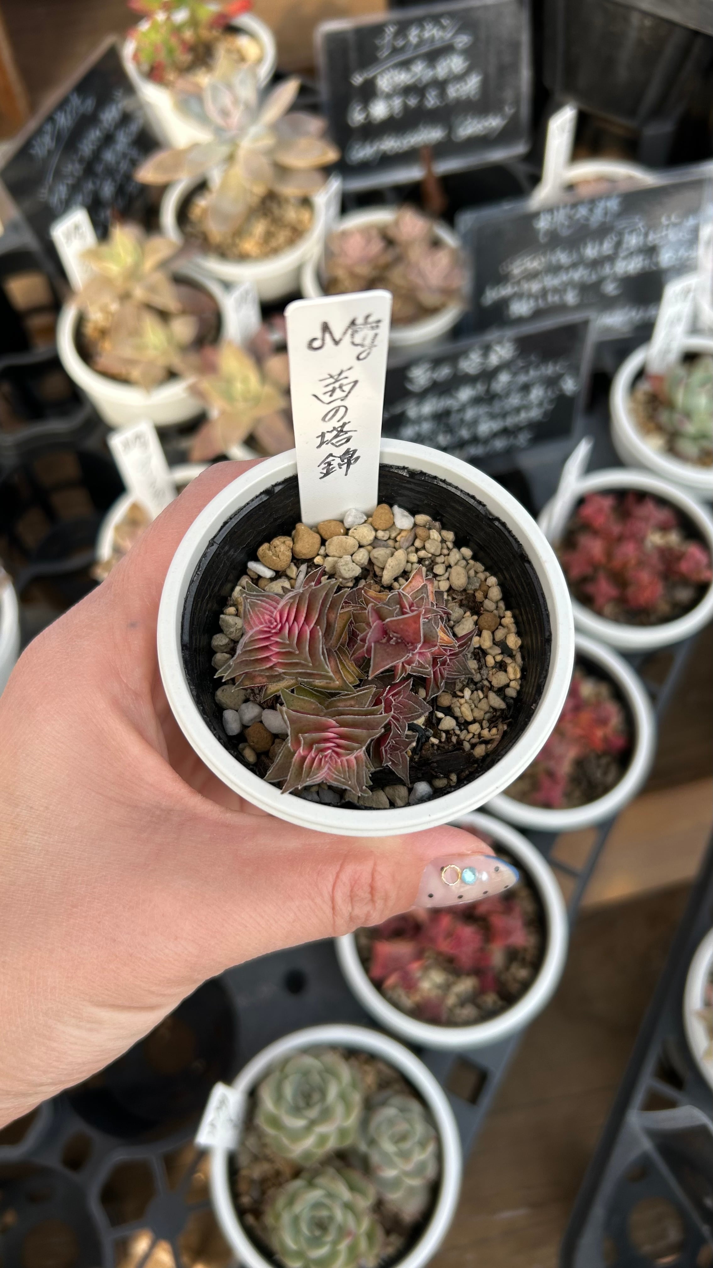茜の塔錦 多肉植物 クラッスラ 安心の生産ポットそのまま販売（8個