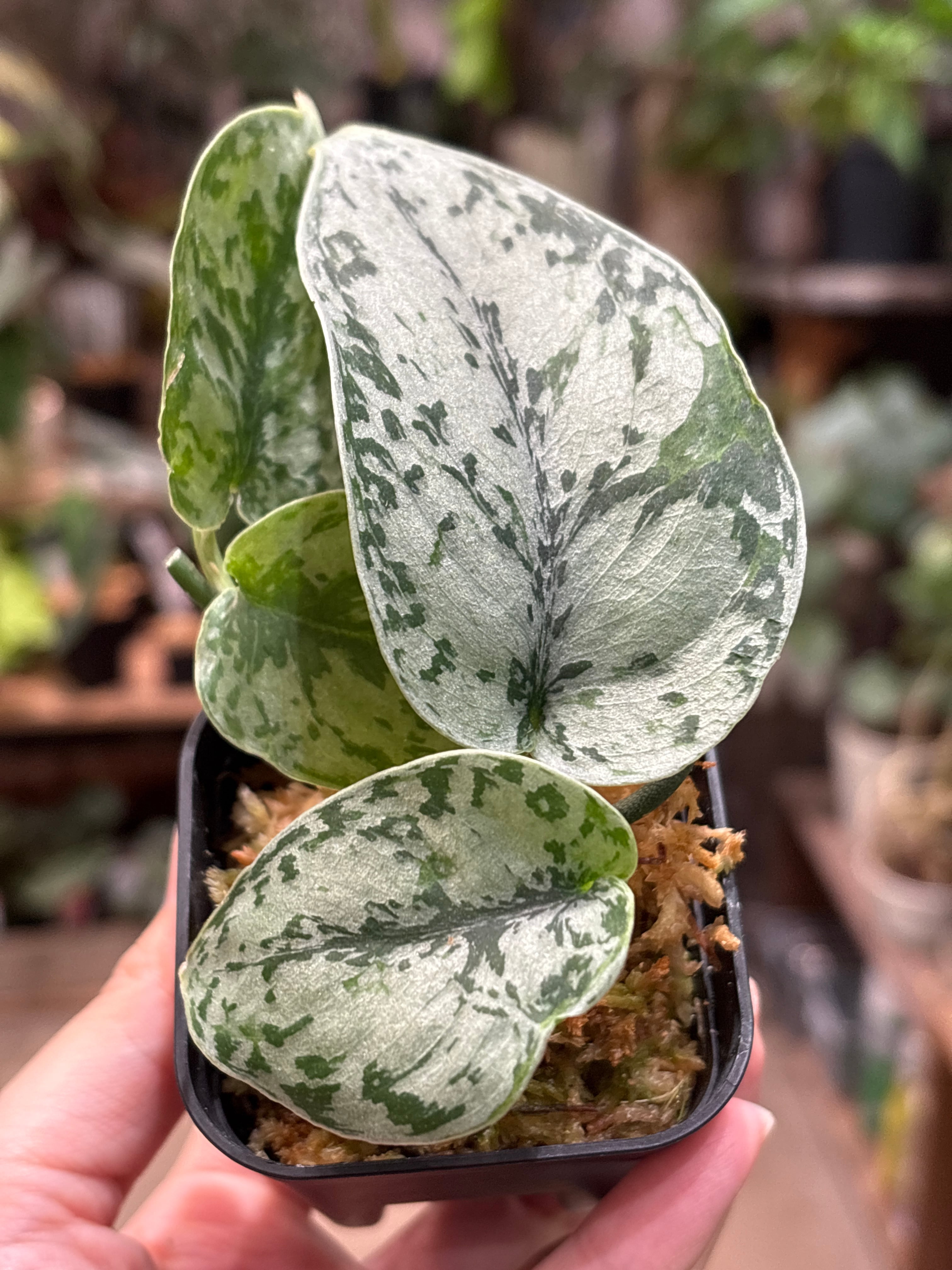 Bucephalandra pubes 
