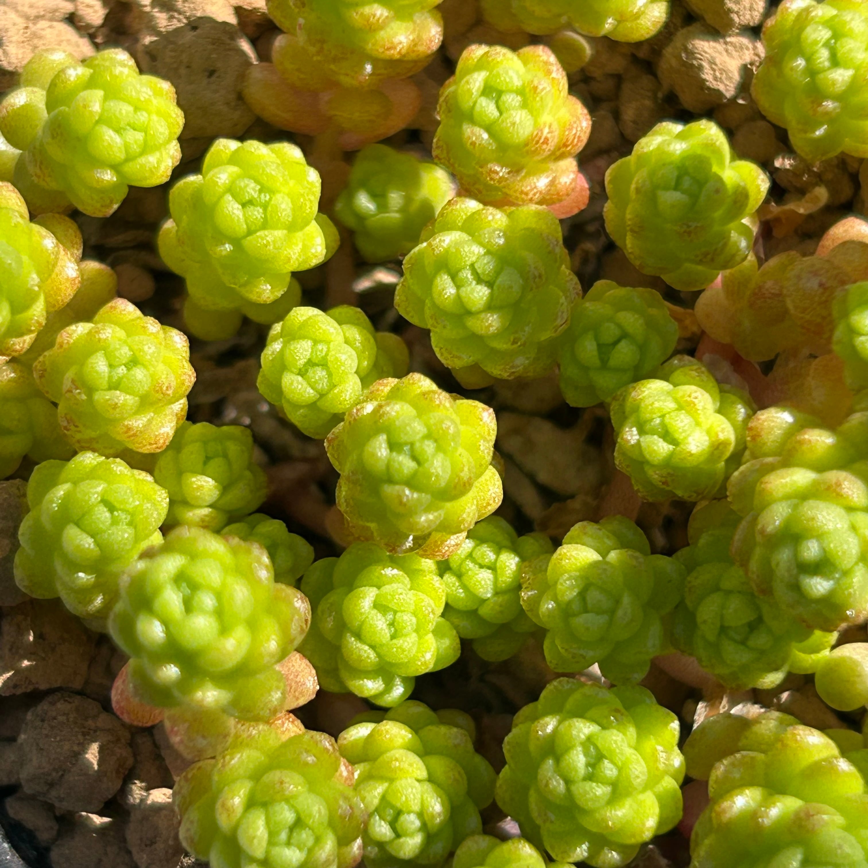 多肉植物 | RuPo 多肉植物専門店 多肉植物 | RuPo 多肉植物専門店