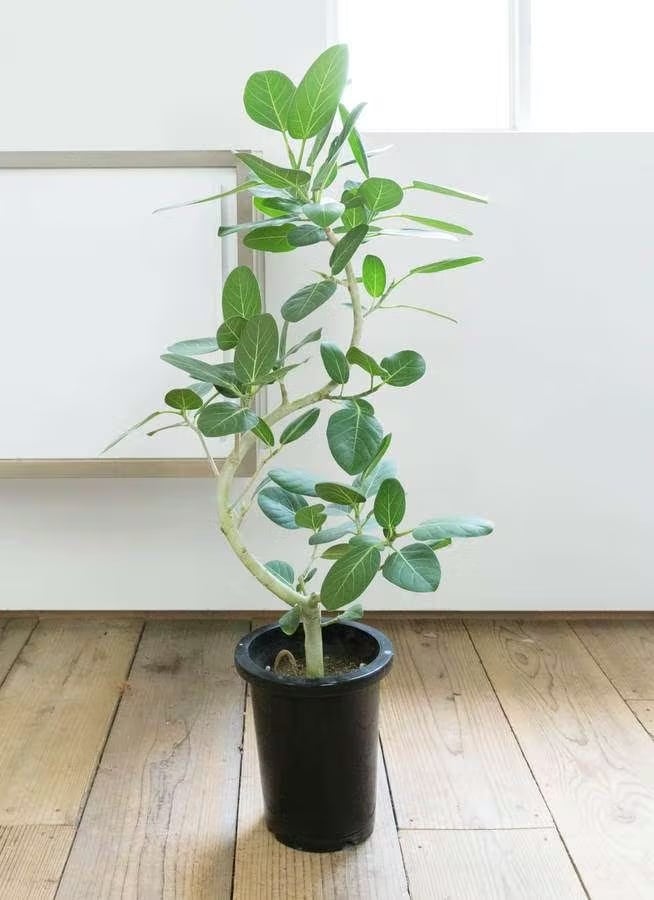 ［現品］18番　ドラセナ　コンシンネ　曲がり　8号　観葉植物　大型　室内 現品］18番 ドラセナ コンシンネ 曲がり 8号 観葉植物 大型 室内