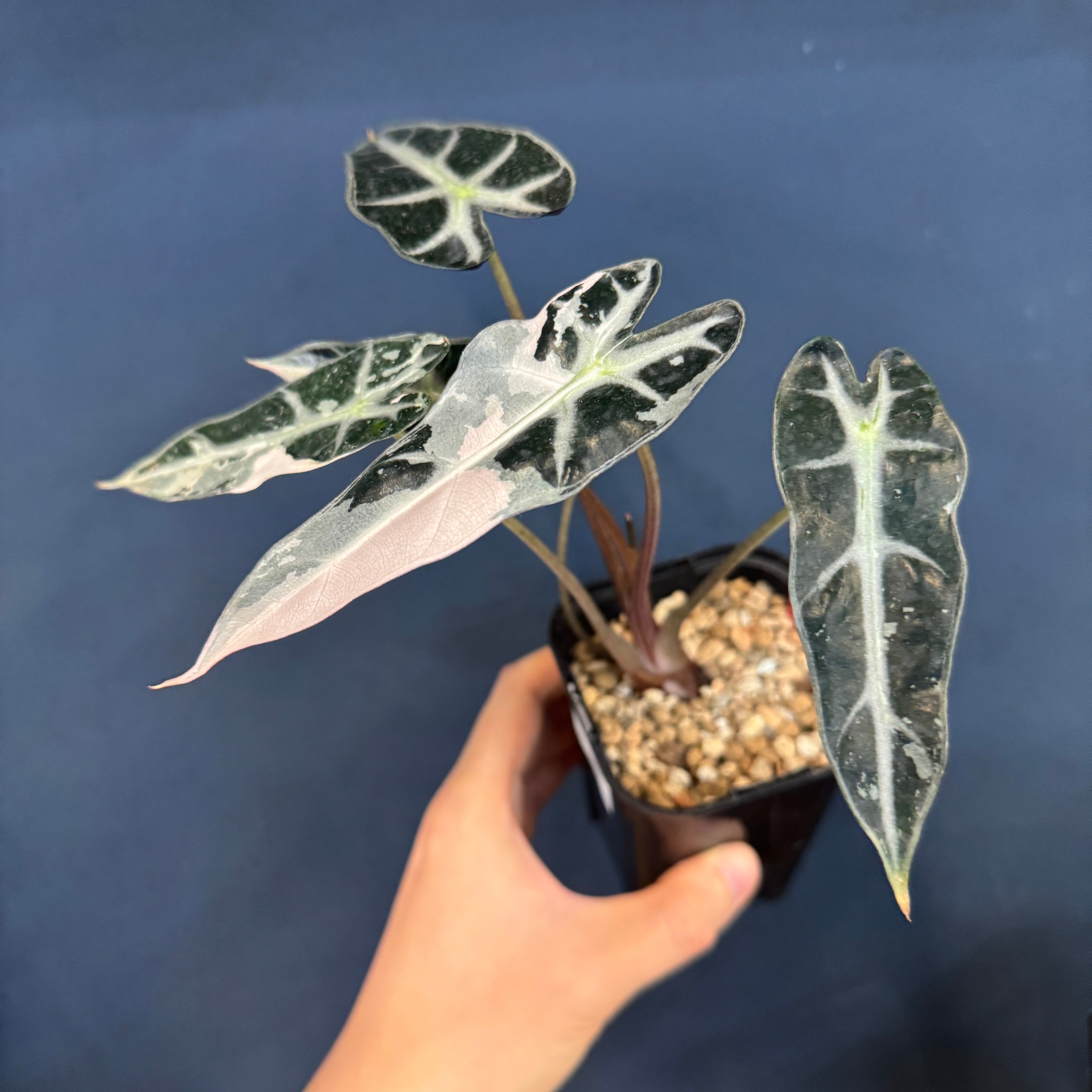 アロカシア バンビーノ バリエガータ【564】 | PROTOLEAF プロトリーフ