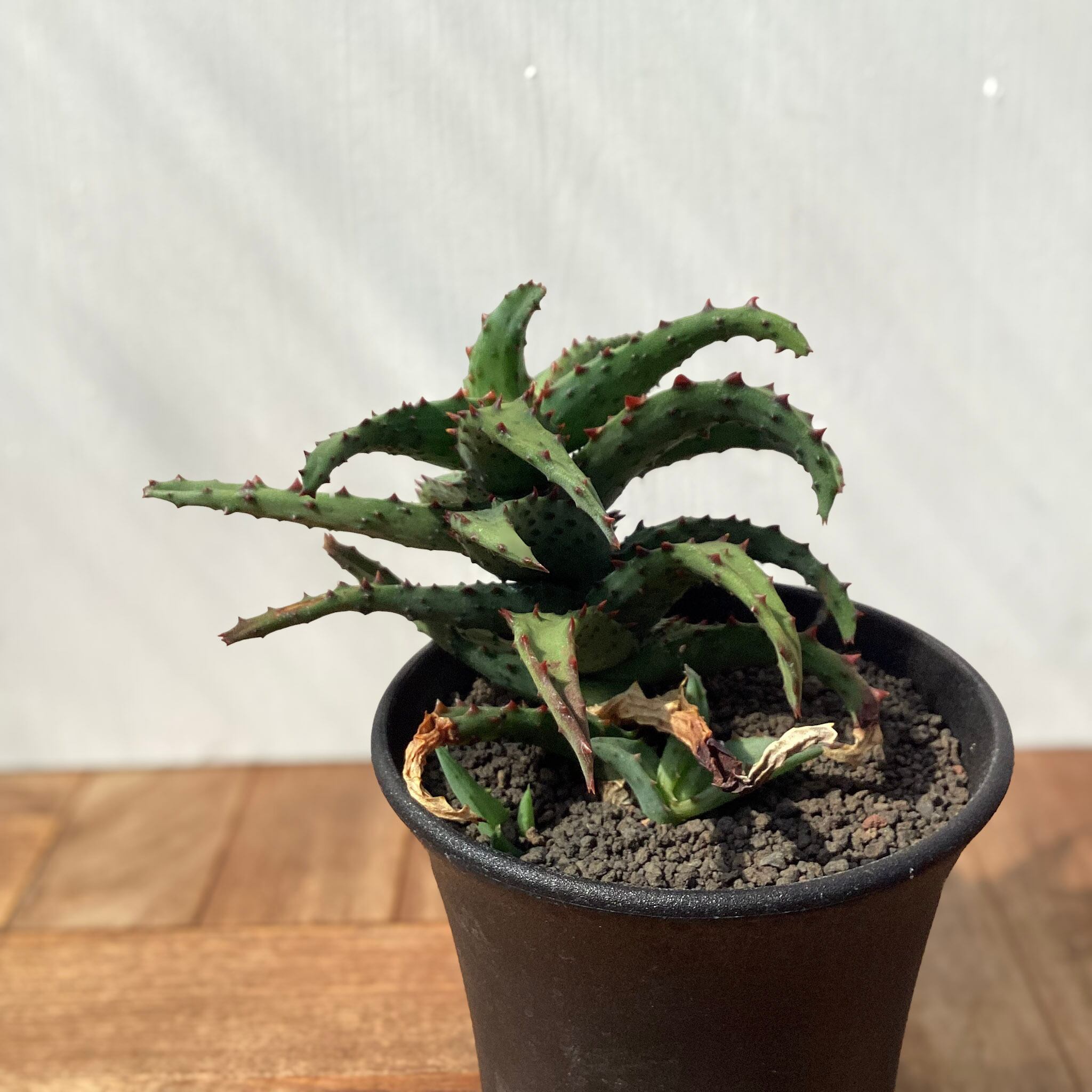 Aloe castilloniae 【アロエ・カスティロニアエ】 | RIMO'S GREEN