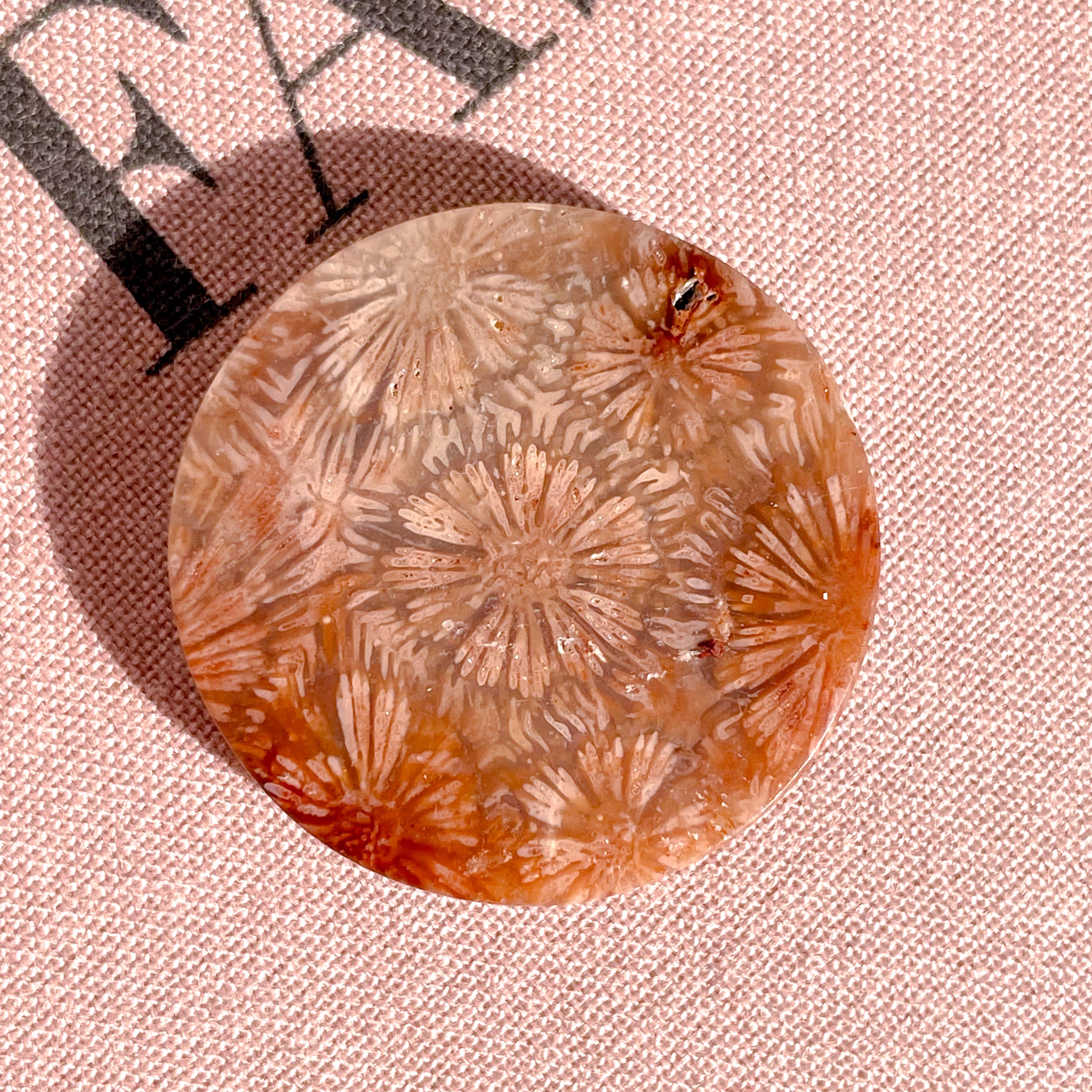 Fossile Coral Round 3✧ フォッシルコーラル (化石珊瑚 Fossile Coral Round 3✧ フォッシルコーラル (化石珊瑚