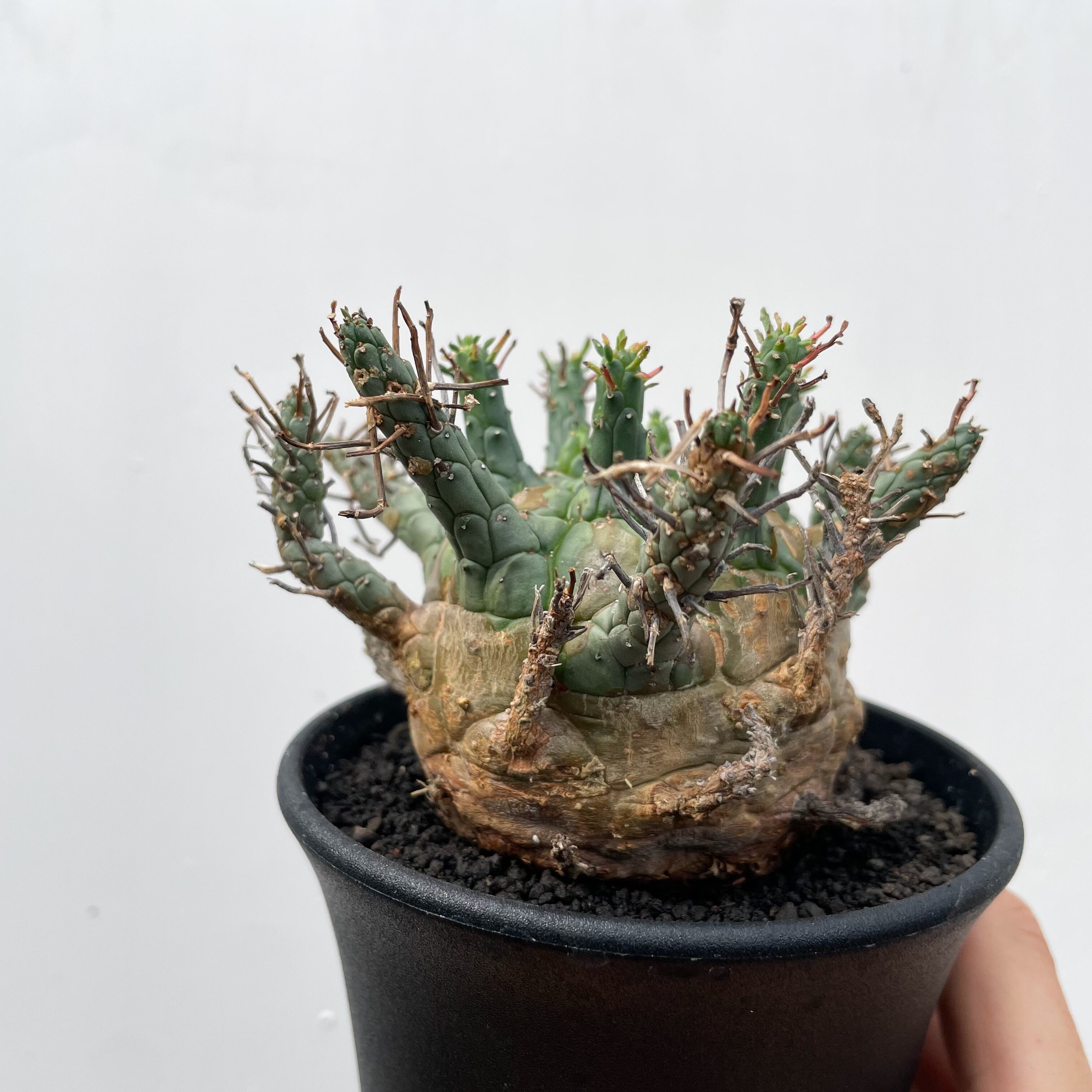 Euphorbia Decepta【ユーフォルビア・デセプタ】 | RIMO'S GREEN