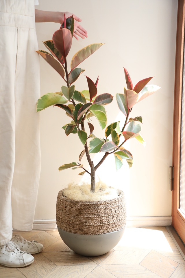 【L/120cm】フィカス ルビー/Ficus
