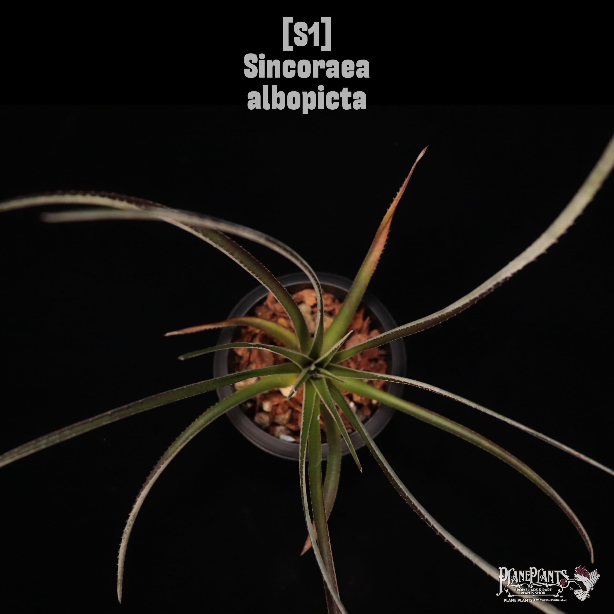 Sincoraea albopicta〔シンコラエア〕S1
