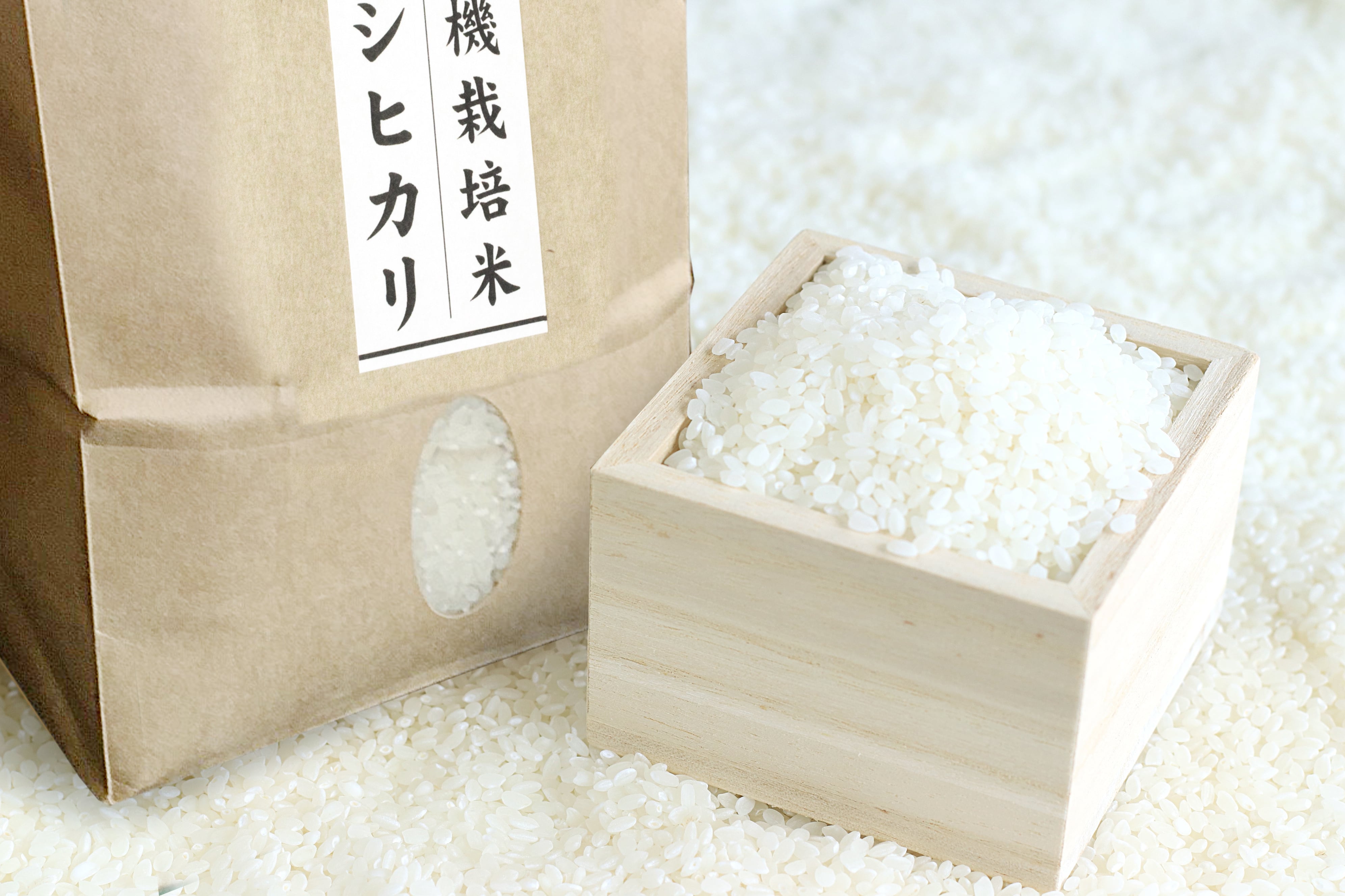 コシヒカリ 令和6年度 10kg 令和6年度新米茨城県産コシヒカリ10キロ 令和6年産 新米