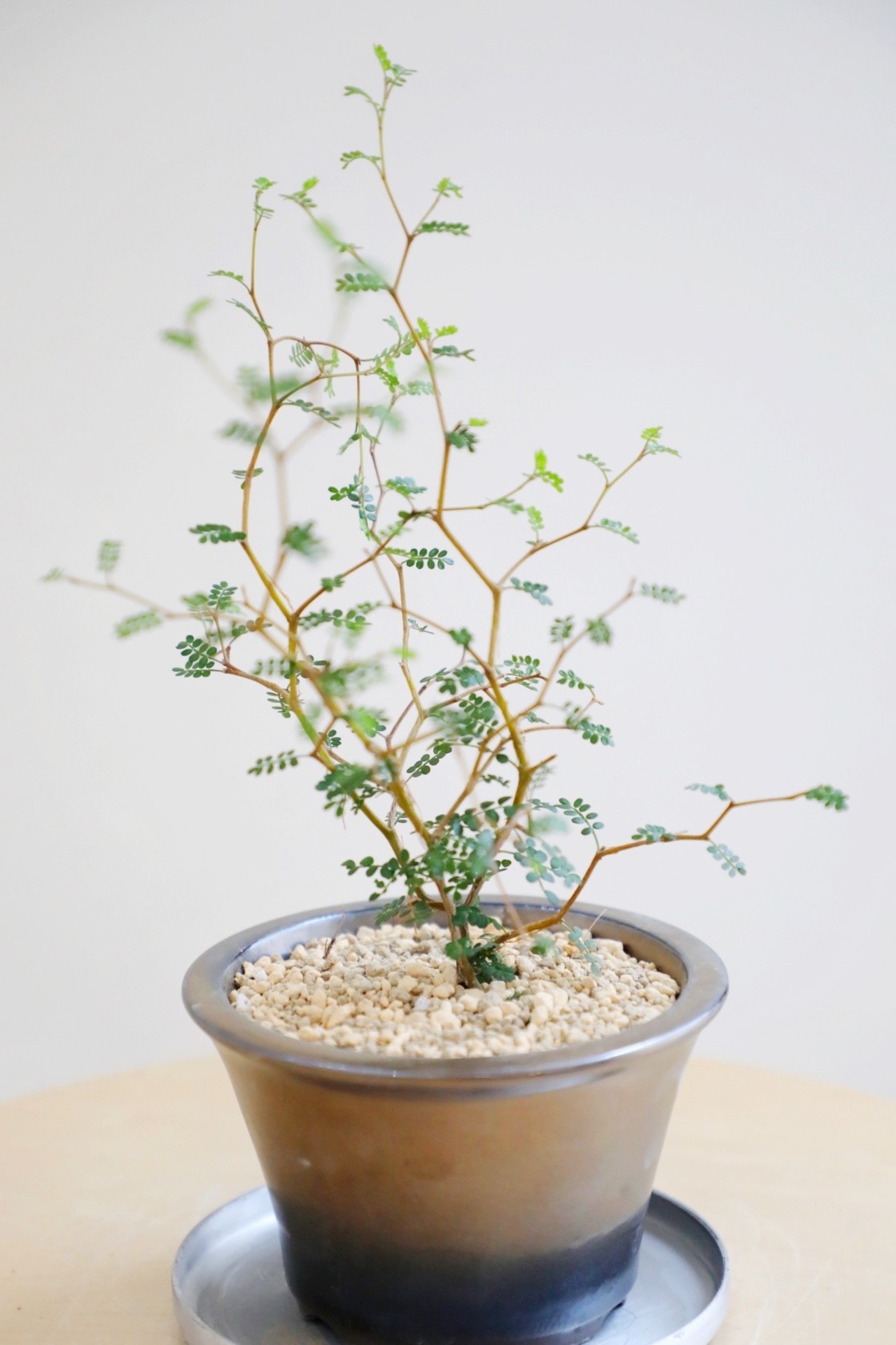 【S】ソフォラ リトルベイビー/Sophora prostrata Little Baby