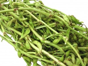 丹波黒大豆の若さや（枝豆）　枝付き１ｋｇ束ｘ２本