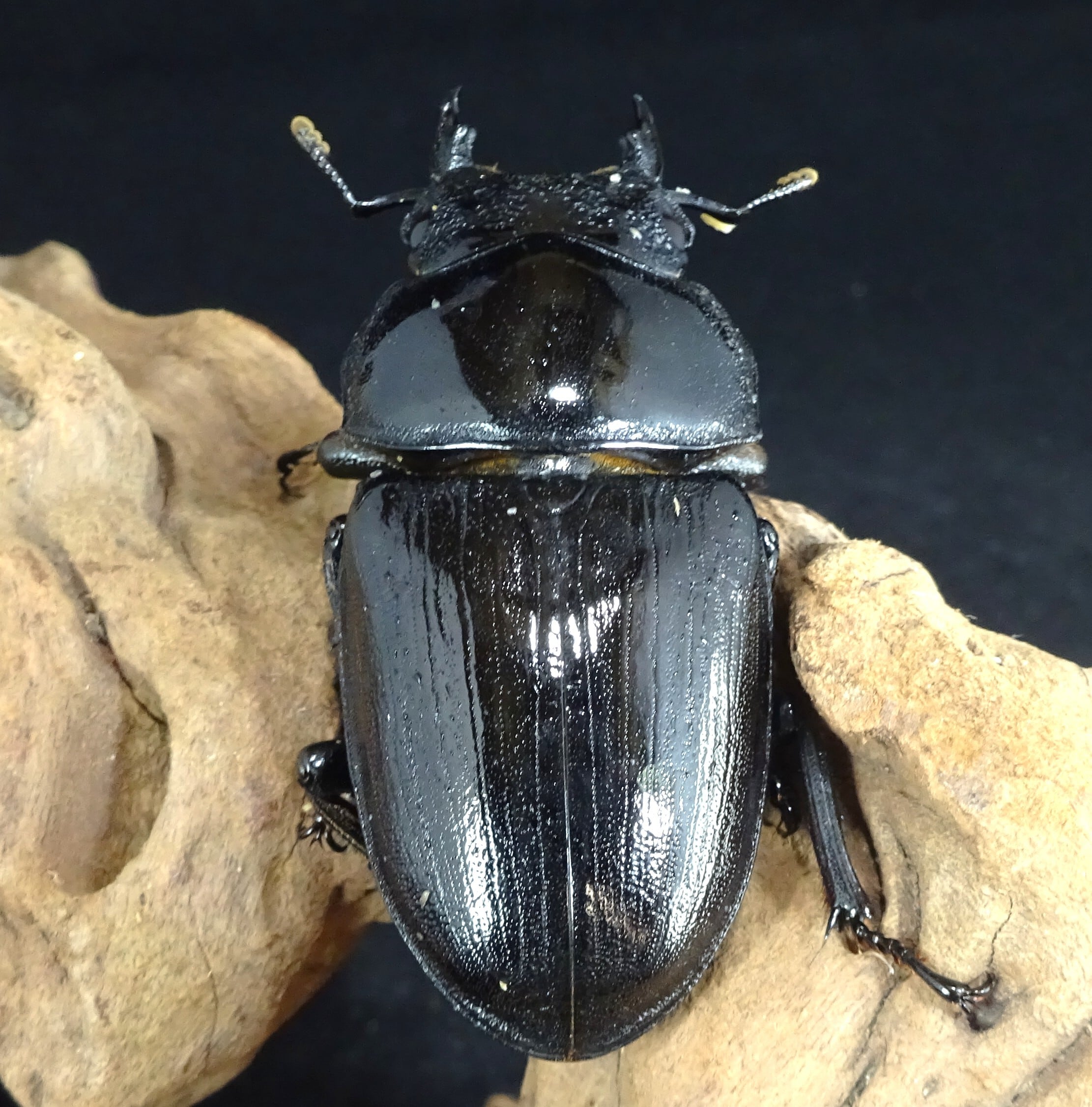 オオクワガタ能勢YG血統 2025年羽化 55.2mmメス単品 NO5 | 昆虫