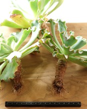 発根済カット苗 アクエリアス XL Echeveria 'Lady Aquarius'