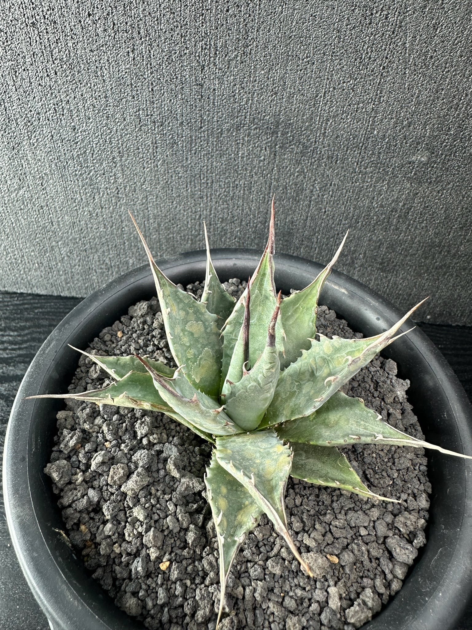 ハイブリッド | T Plants Labo