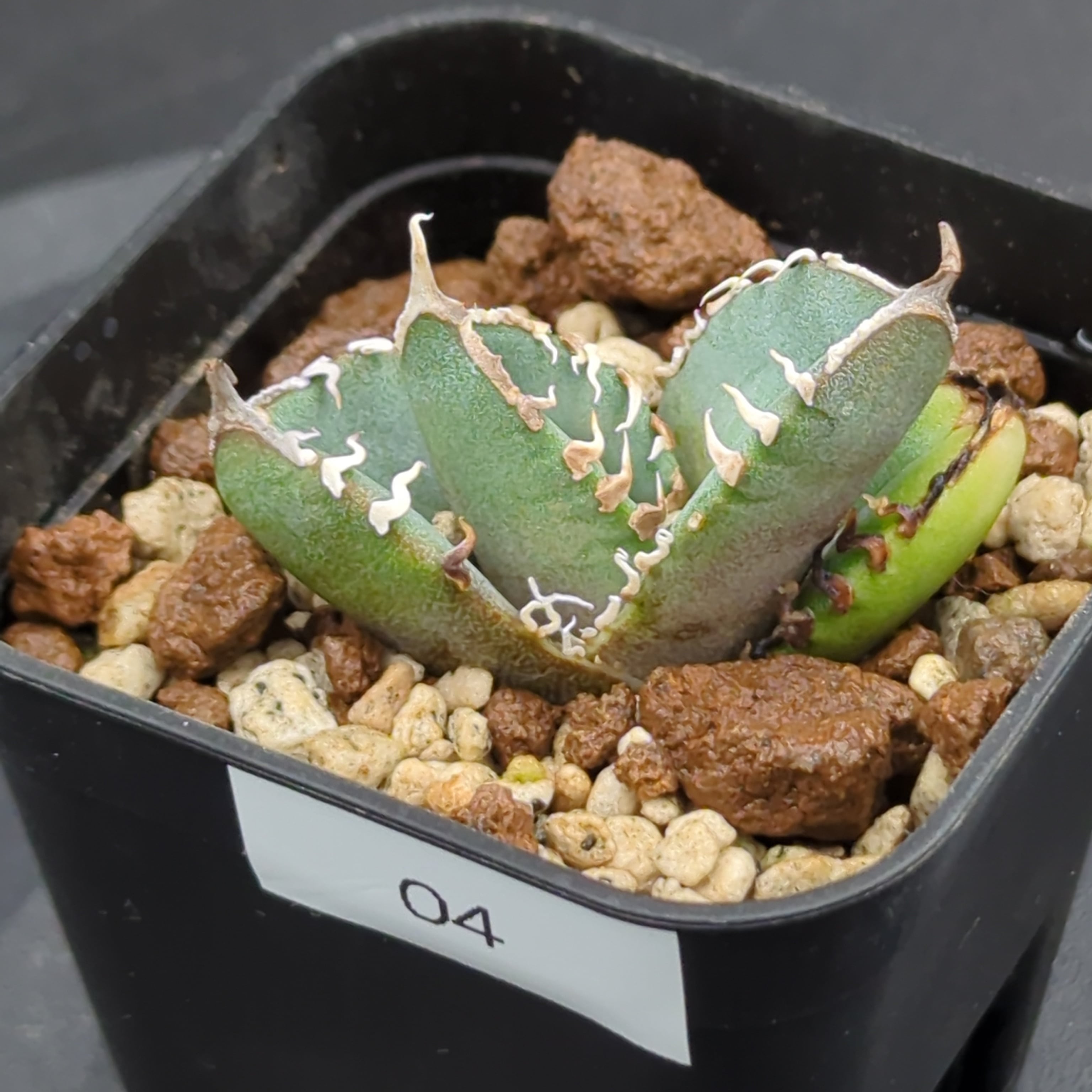 アガベ チタノタ 南アフリカダイヤモンド SAD 子株（Agave titanota