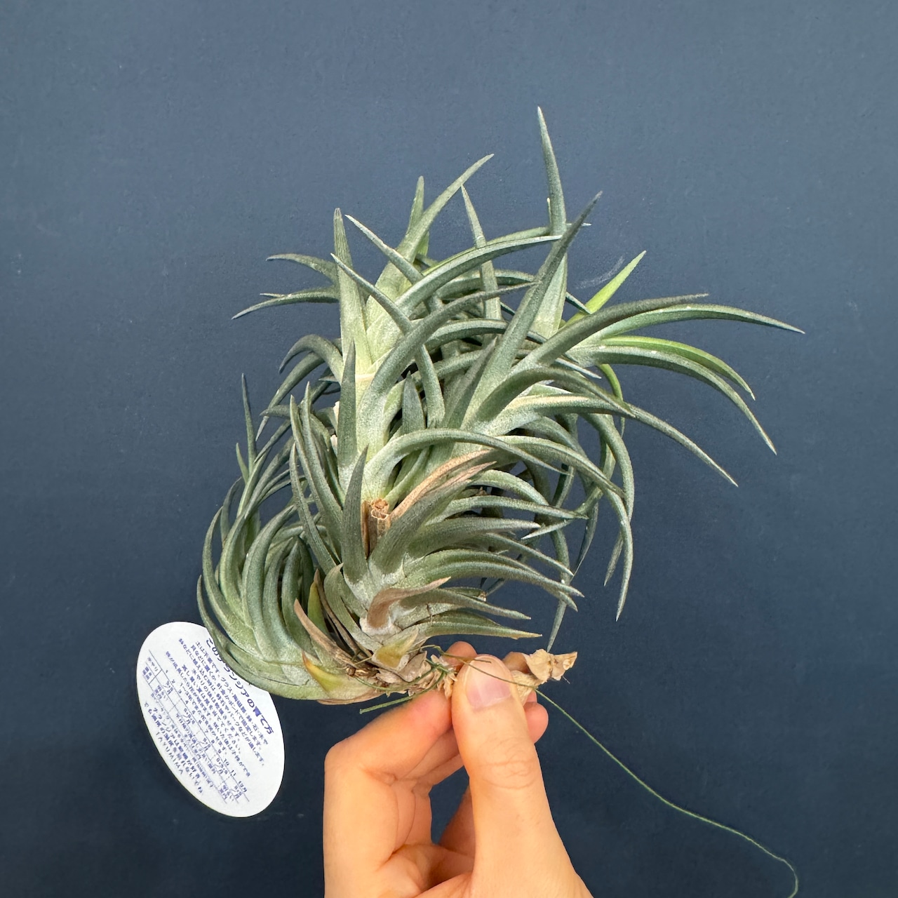 チランジア ネグレクタ【587】