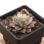 抜き苗 オブツーサ錦 花火 上斑 限定1株 Haworthia 'Hanabi'