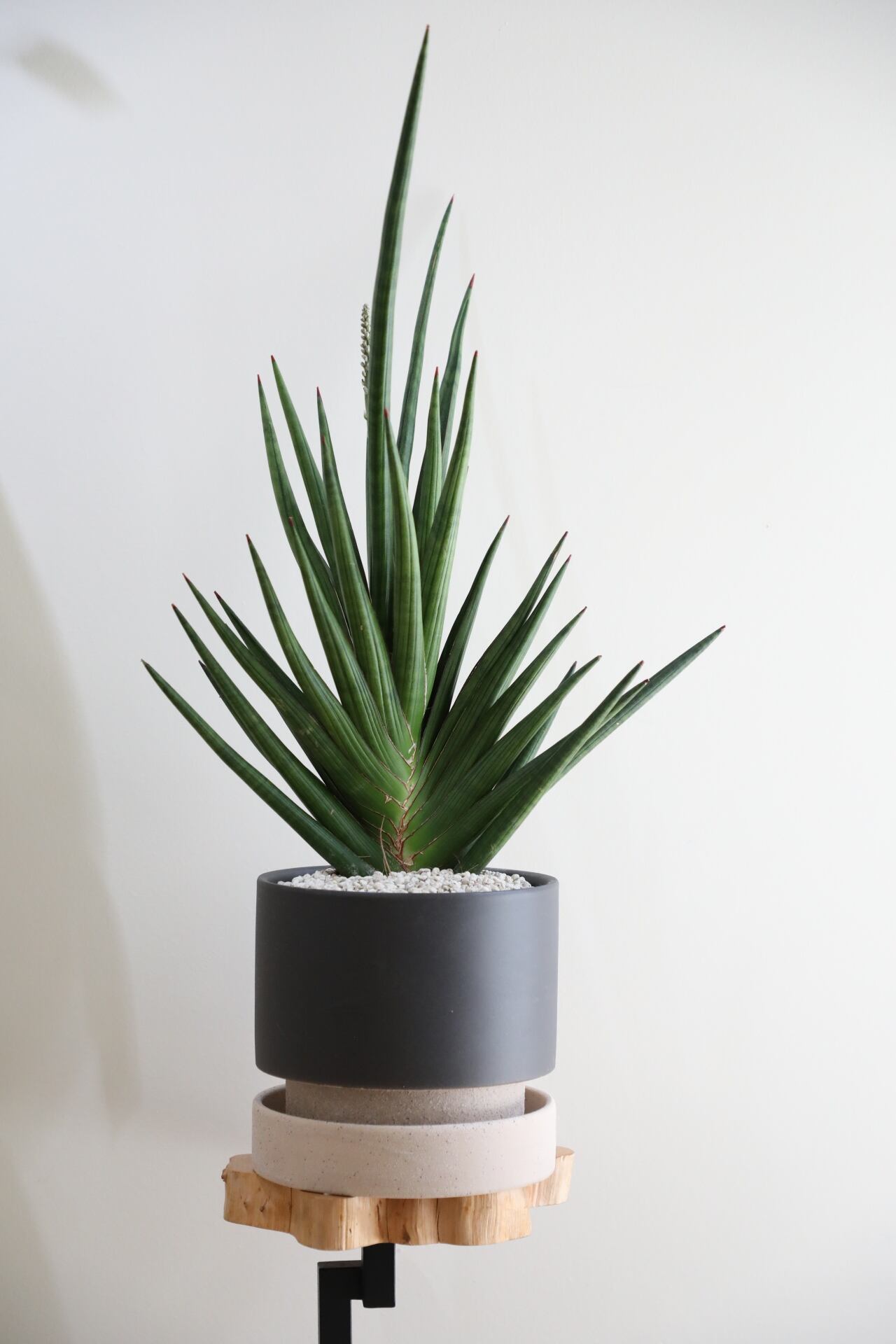 EMP サンセベリア モスキート / 右下が成長イメージ SA426 EMP