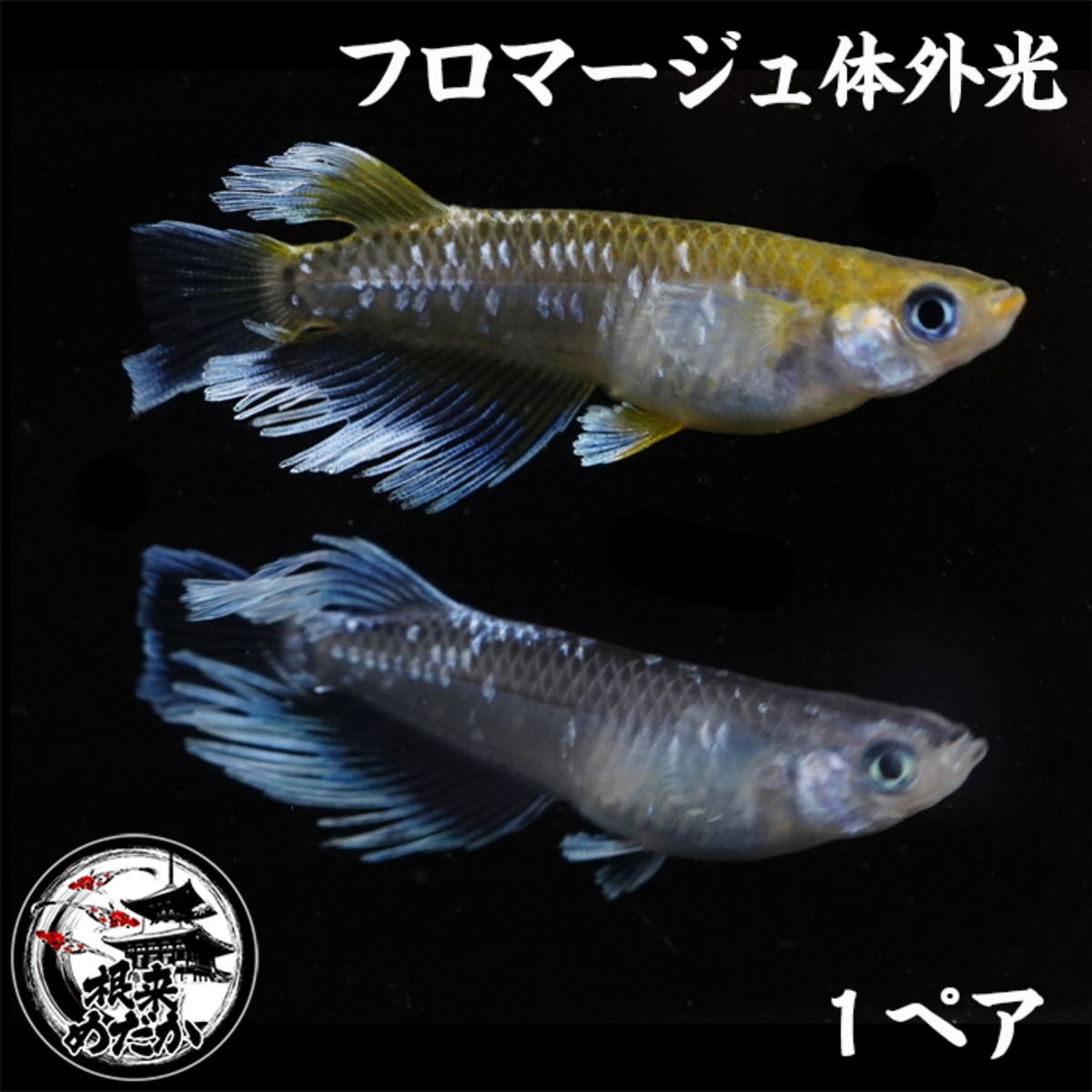 1ペア】フロマージュ体外光 | メダカ専門店 根来めだか
