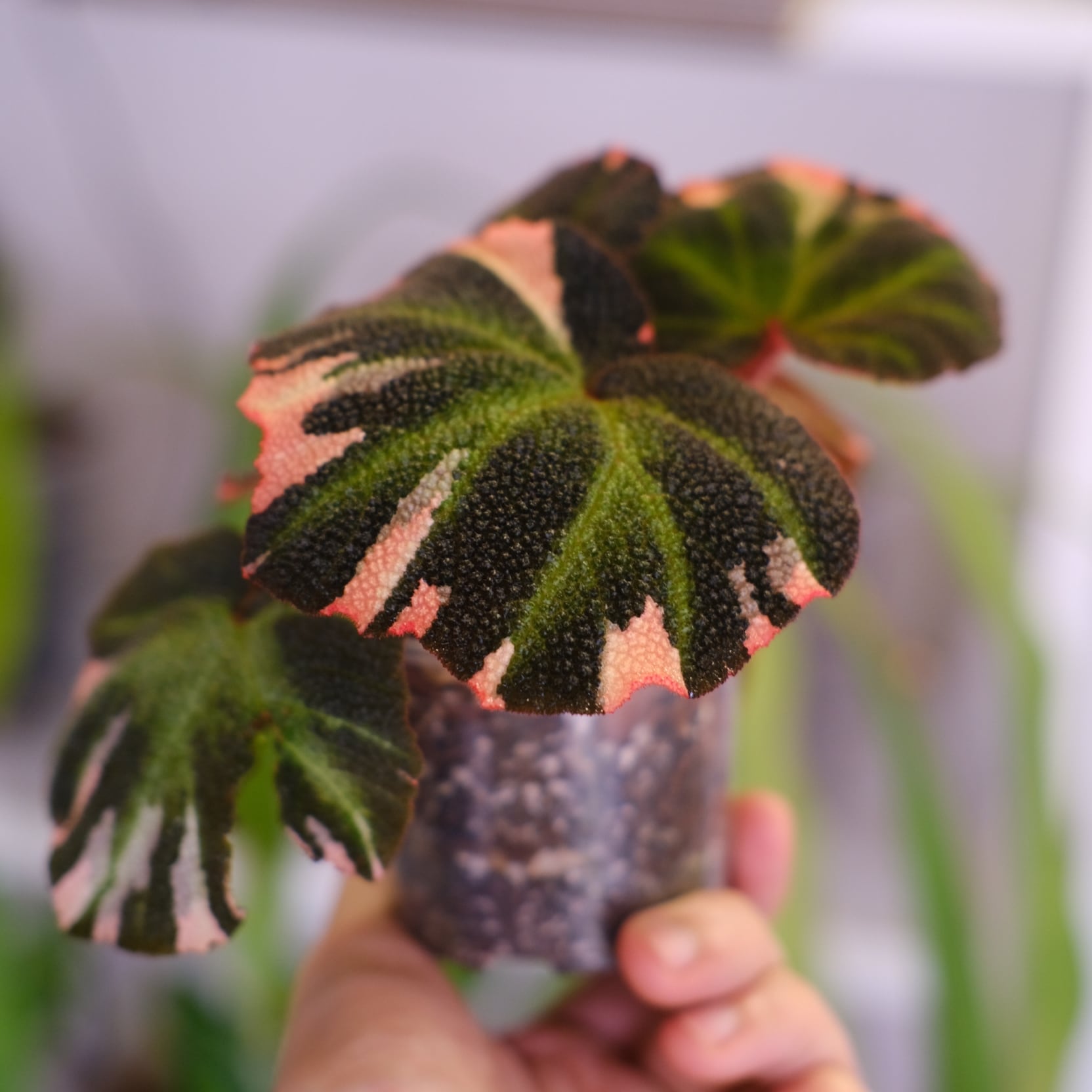 Begonia soli mutata Variegated│ベゴニア ソリムタータ バリエガータ
