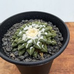 Ariocarpus kotschoubeyanus【アリオカルプス・黒牡丹】