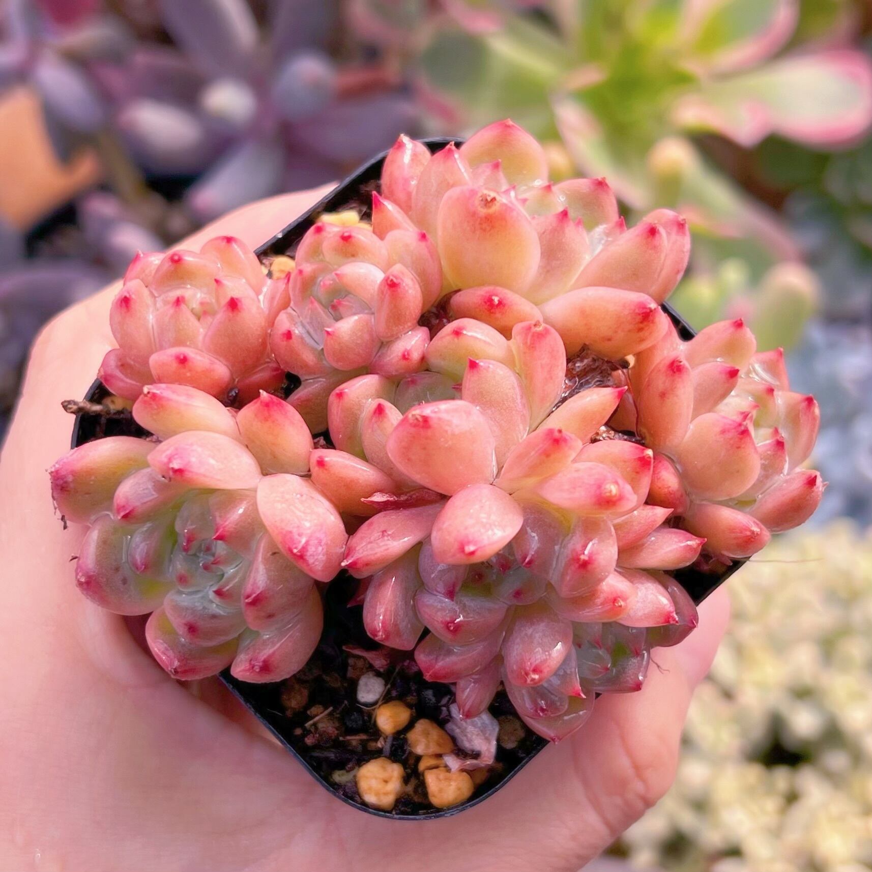 現品　レッドベルベットxラウイ#680　るる農園