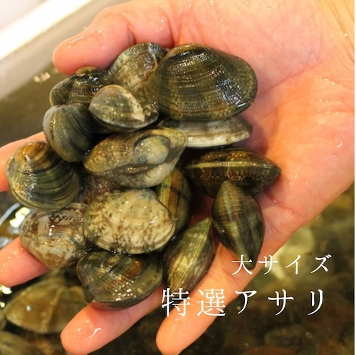 特選アサリ 国産（浜名湖・三重・愛知 他）1kg　豊洲直送 大サイズ あさり 浅利【特選アサリ1kg】 冷蔵