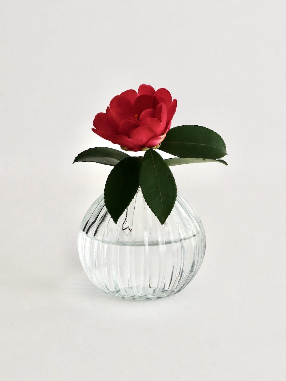 最終お値下げ⤵︎Conserve ミディアムフラワーベース&パリ本店カタログ Conserve ミディアムフラワーベース – ATELIER ONLINE