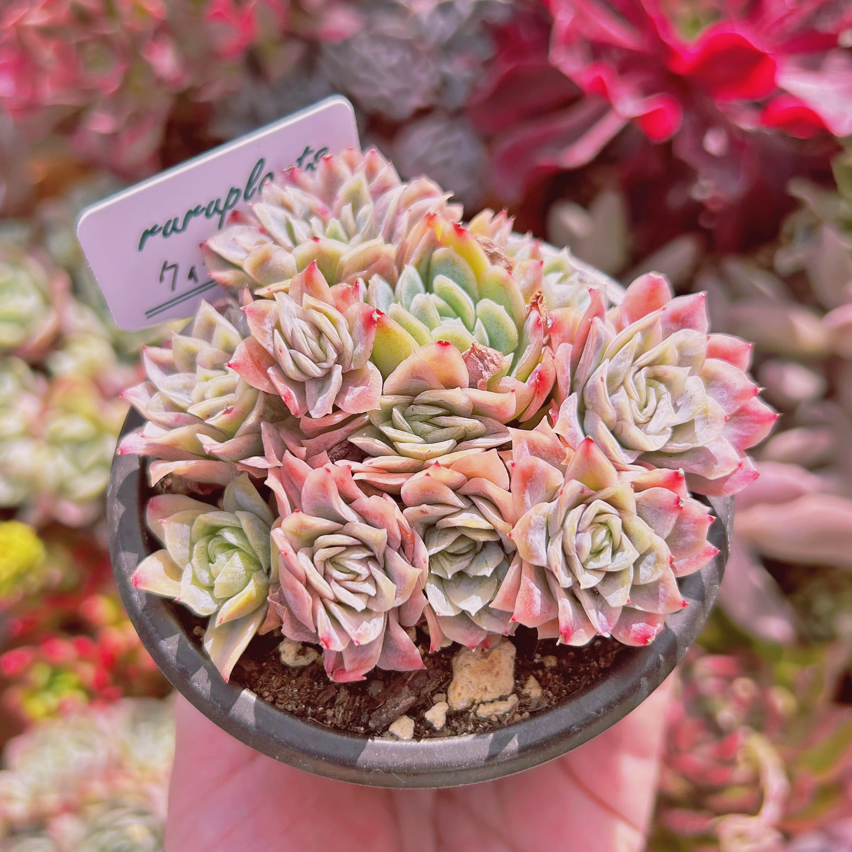 #898現物　多肉植物　クィーンローズ覆輪錦　抜き苗