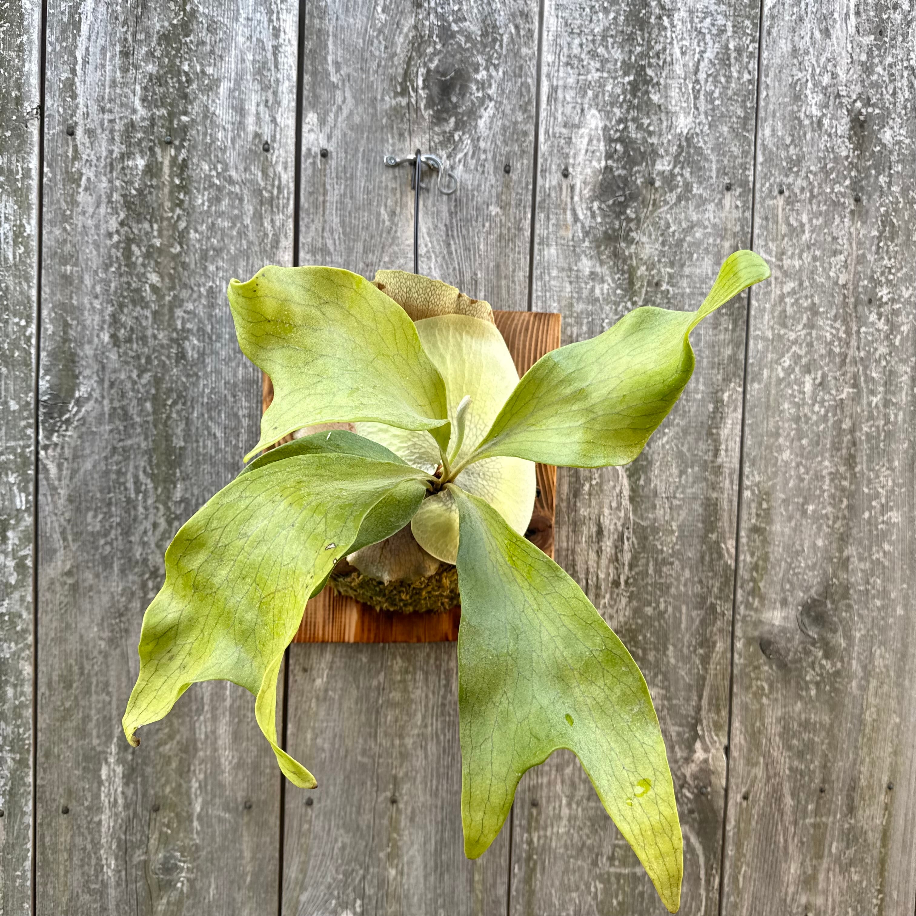 P. hillii spore #44 (pup) | naturefix