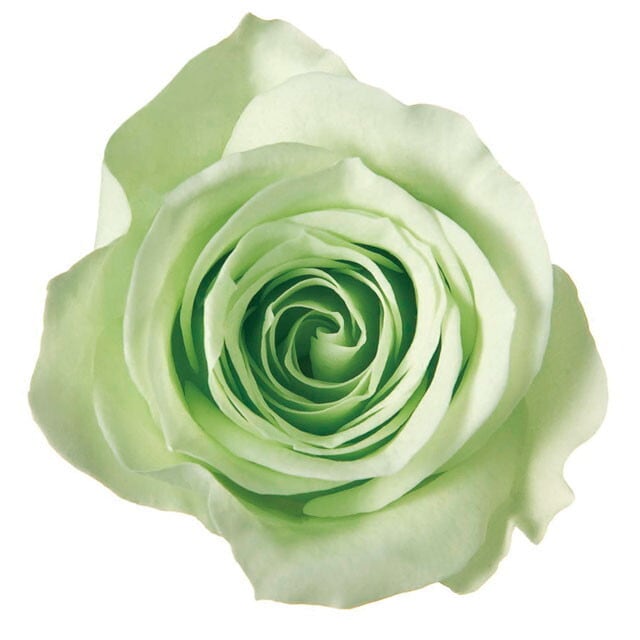 推し色薔薇〈ライムグリーン〉