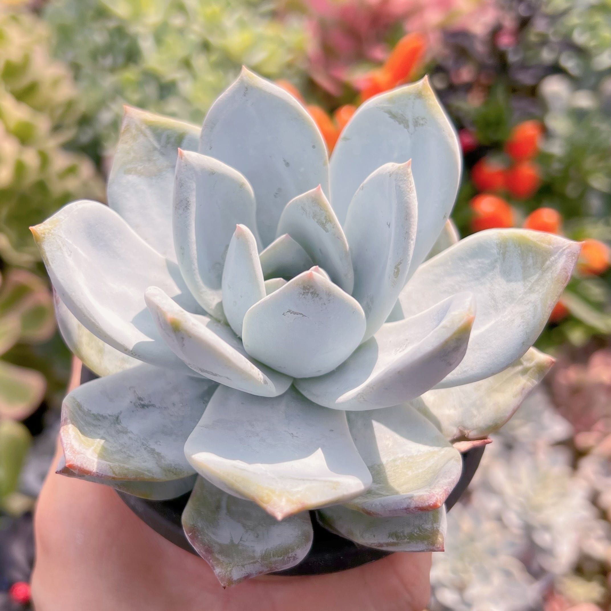 現物　ジャムアンジュ#715   古株大苗   るる農園