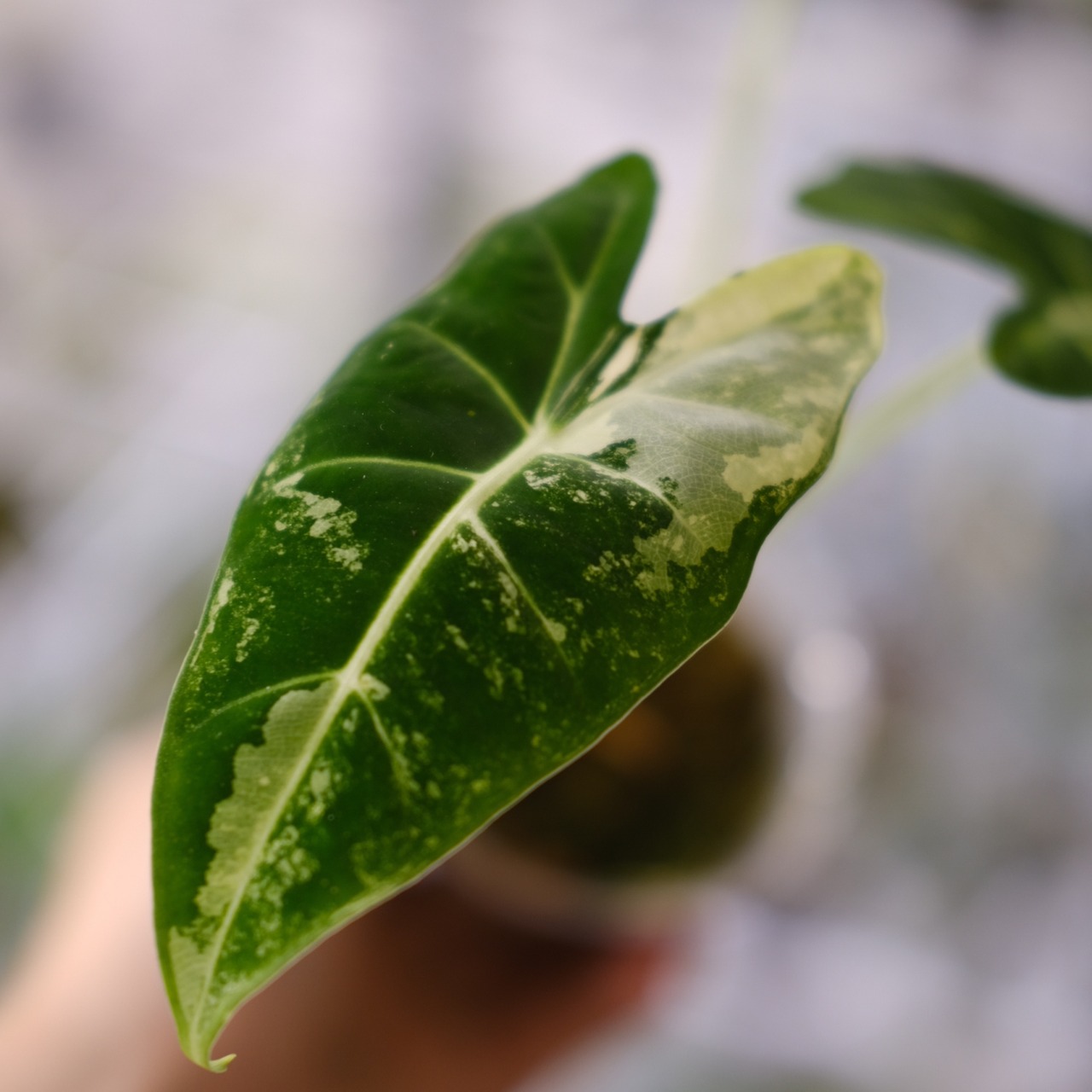 アロカシア グリーンベルベット / Alocasia Green Velvet⑩ / 観葉植物