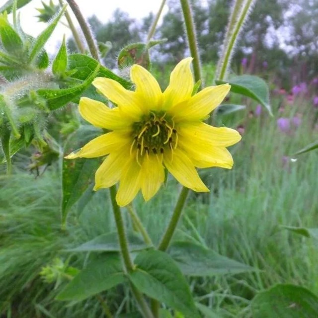 シルフィウム モーリー