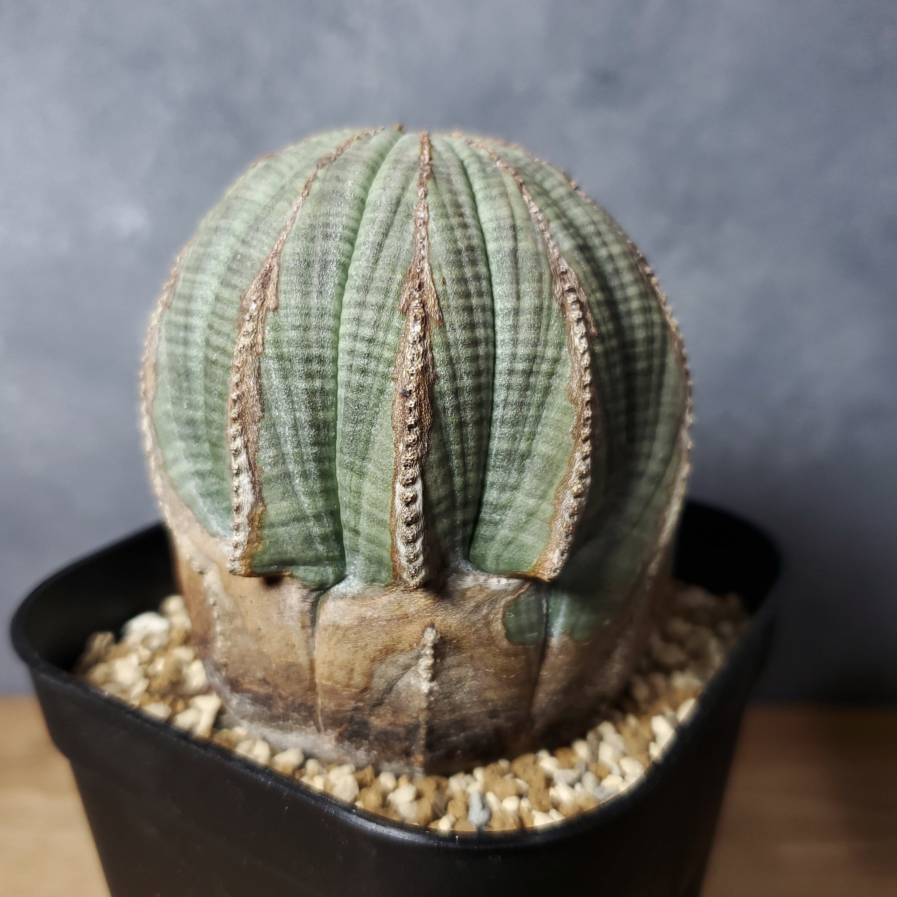 【多稜】Euphorbia Obesa ユーフォルビア オベサ　木質化 | Libaran_Plants〜ユーフォルビア オベサ  専門店オンラインスト〜 powered by BASE