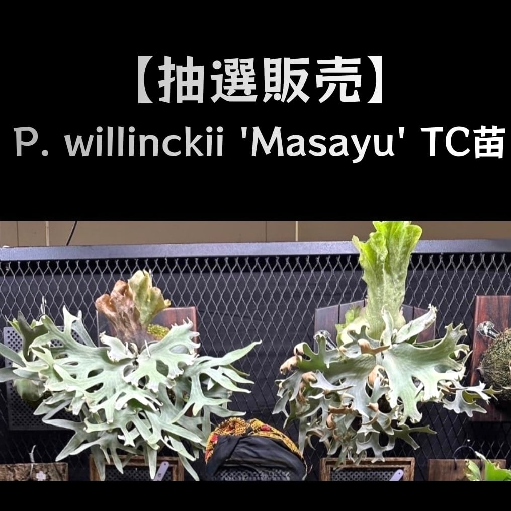 ビカクシダ　種類多数(子〜中株) 配送承ります！ ビカクシダの購入方法3選＋α】ビカクシダが欲しい。せっかくならレア