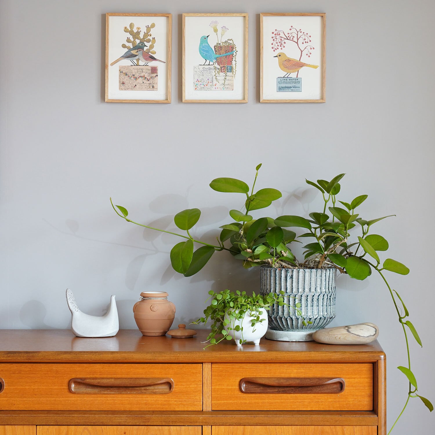 けがありま ホヤ オーストラリス ラインpot 観葉植物 おしゃれ 日陰 Ayanas じオースト Shineray Com Br