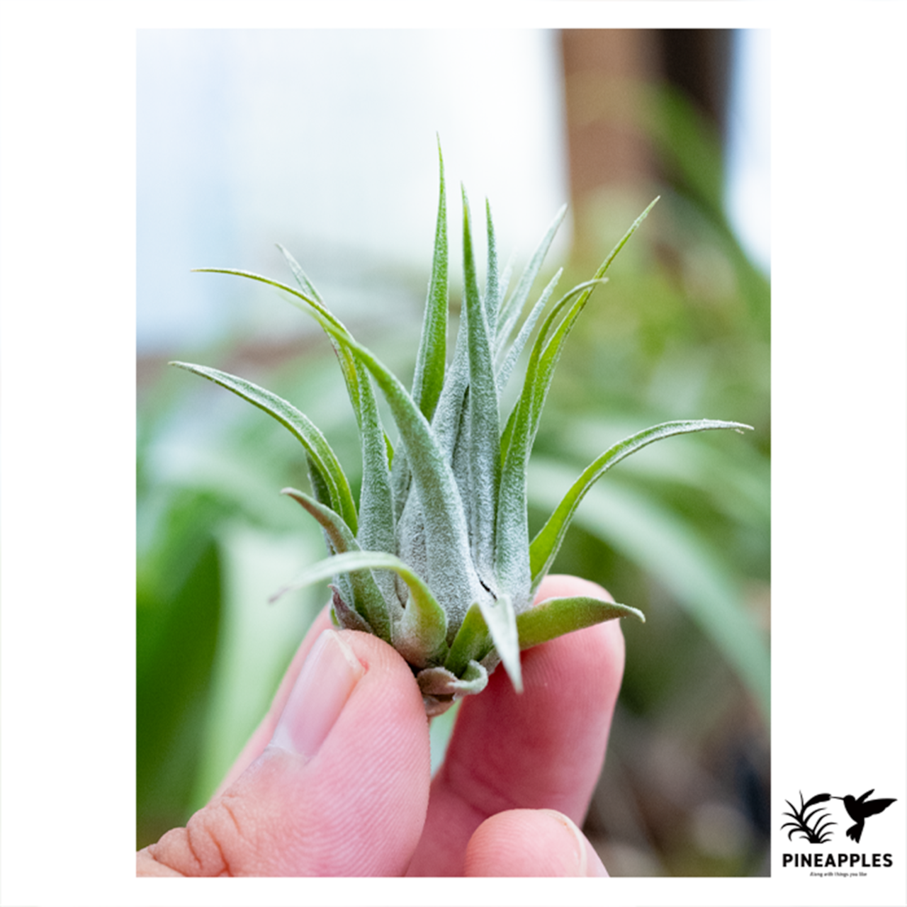 Tillandsia kautskyi (Ex. R. Kautskyi) - 1