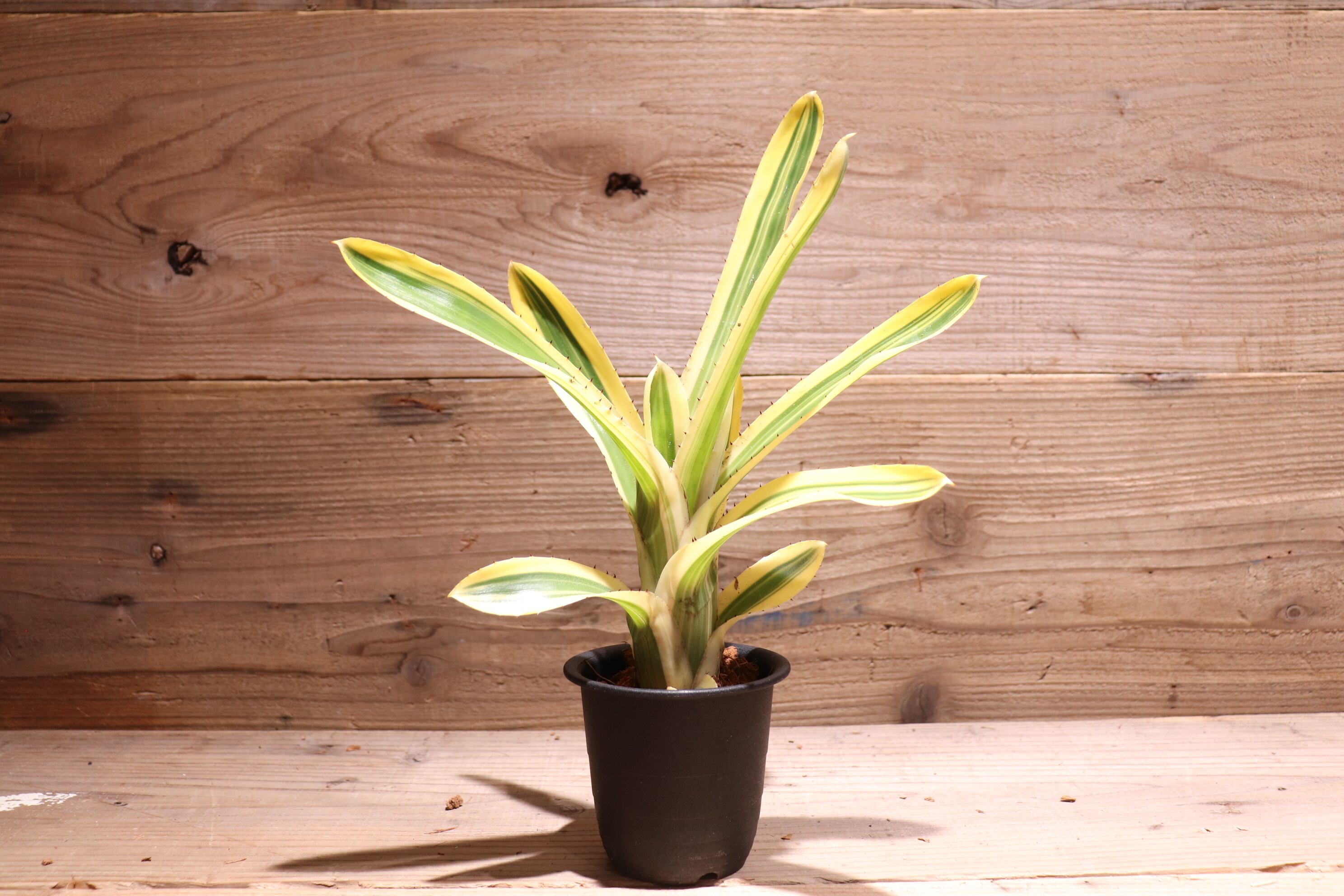 送料無料】Aechmea nudicaulis (albo marginated)〔エクメア〕現品発送