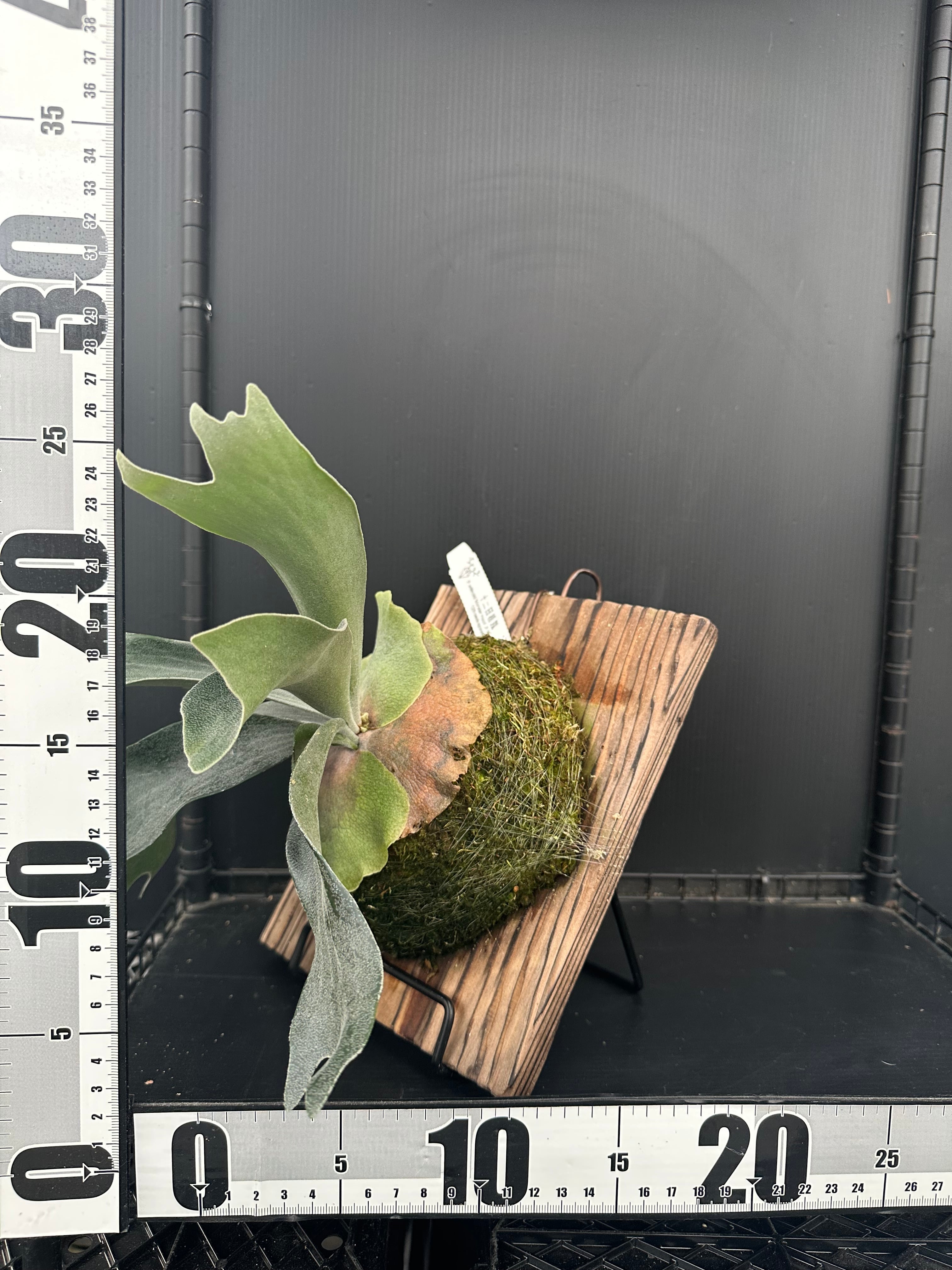 P.willinckii 'Monster moon' ×P.Blue monkey （sporeling） | 新垣洋