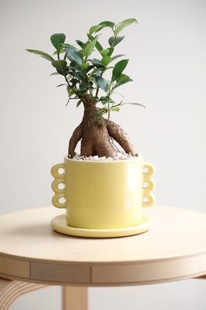 【S】ガジュマル/Ficus microcarpa