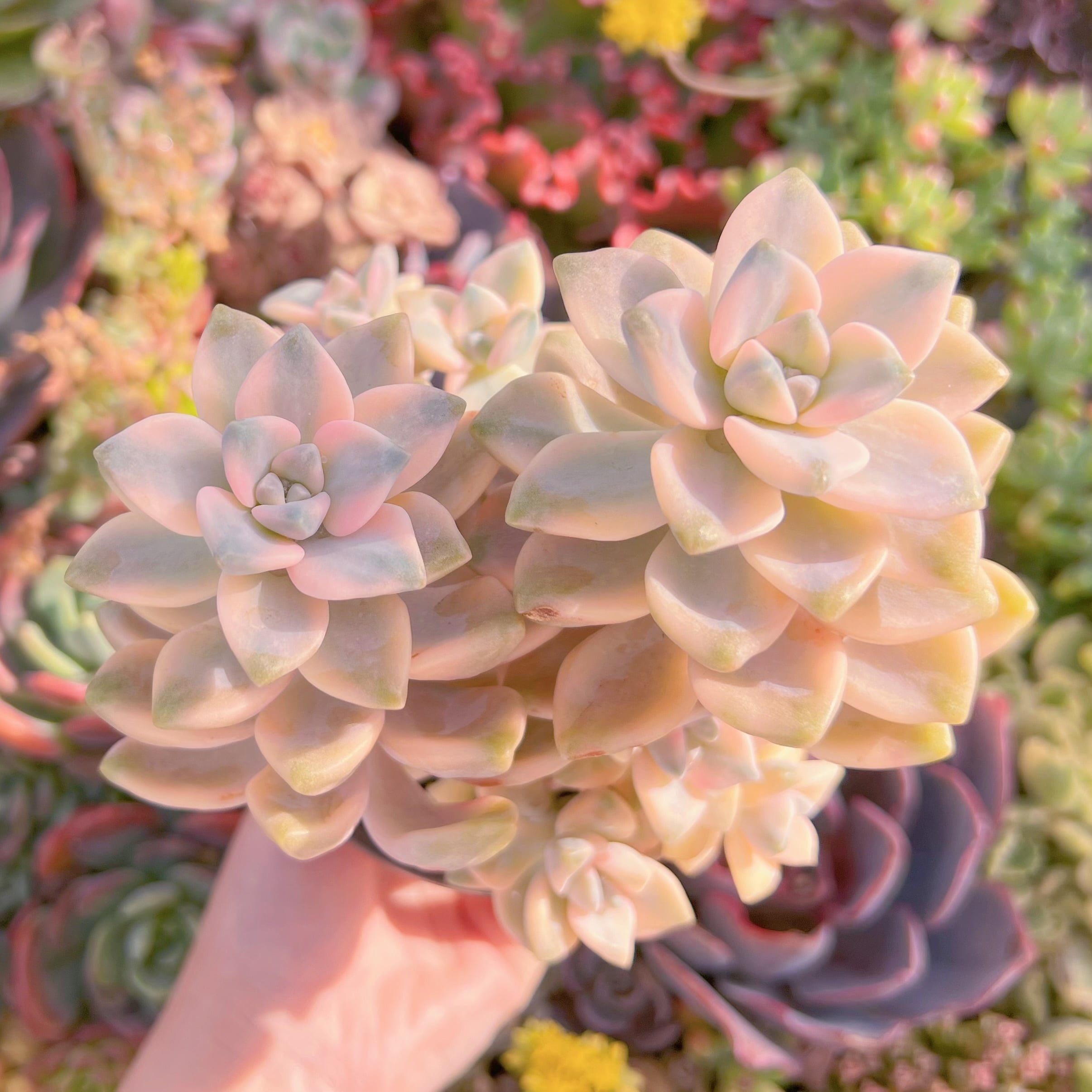 現品　杏子美人錦#M016　大苗　るる農園