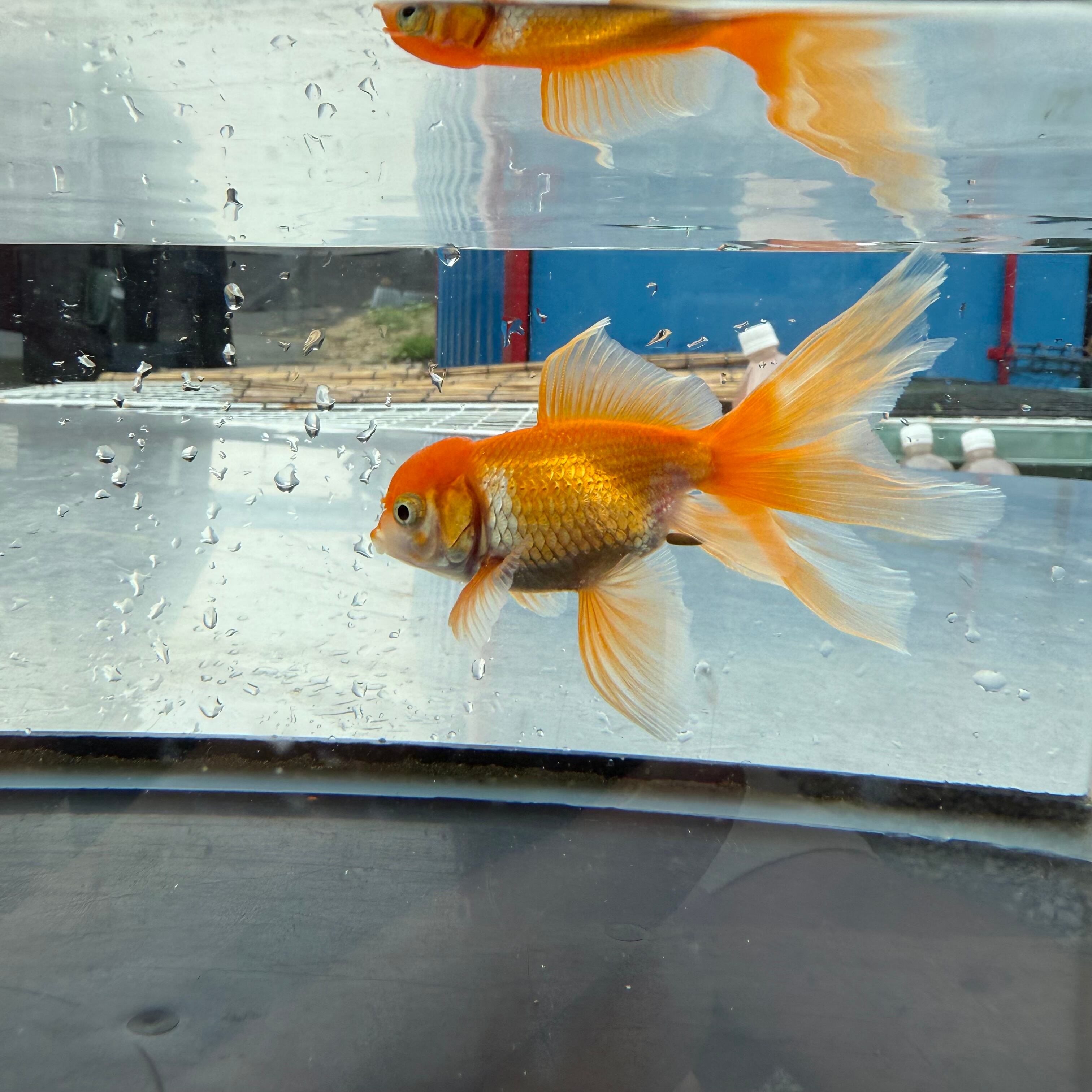国産 金魚】オランダ（8〜10cm前後/さらさ柄/SAKURAさらさ2023年産
