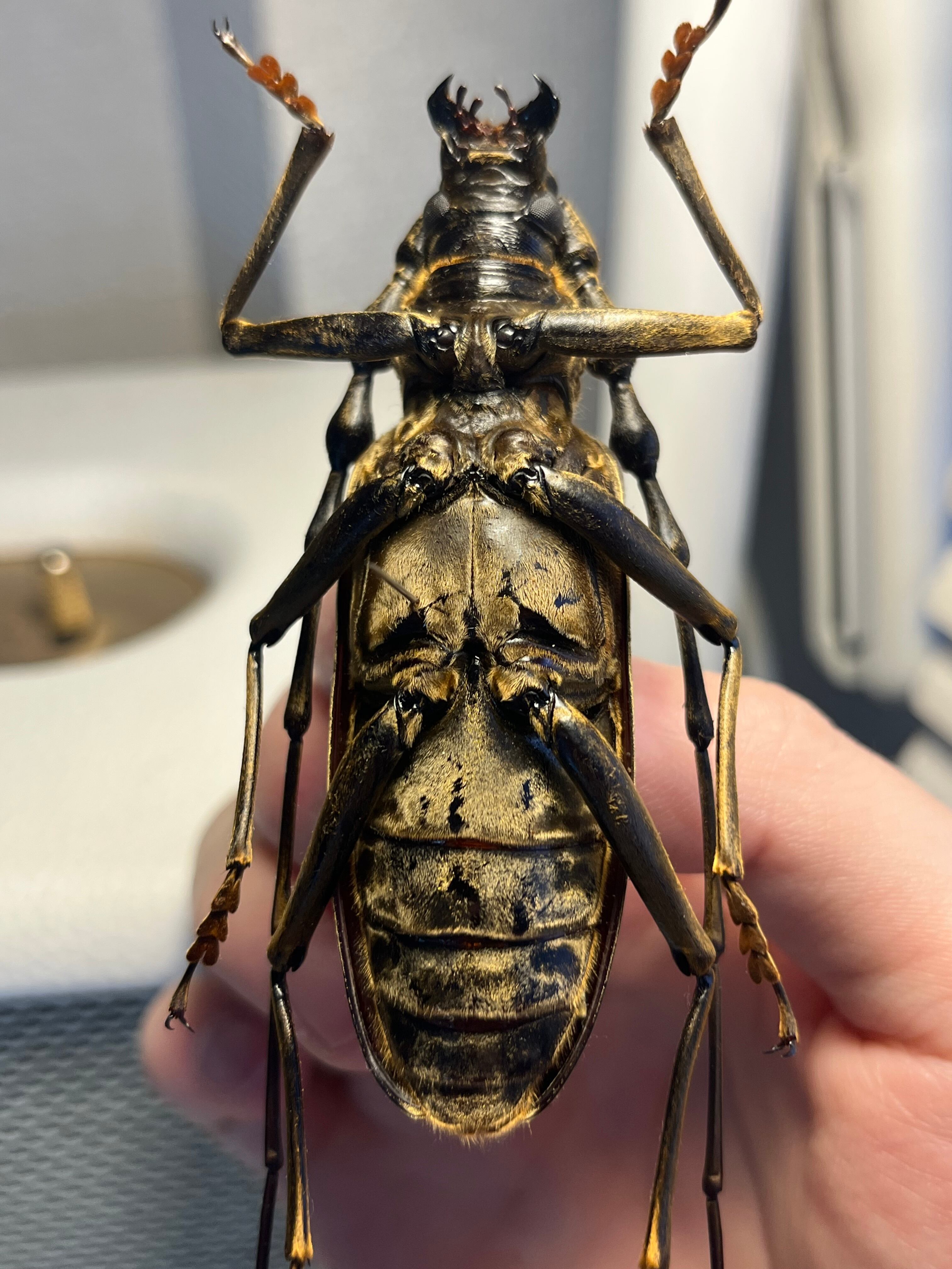 極BIG】オオミヤマカミキリ♂ 標本 カミキリムシ Xixuthrus 天牛