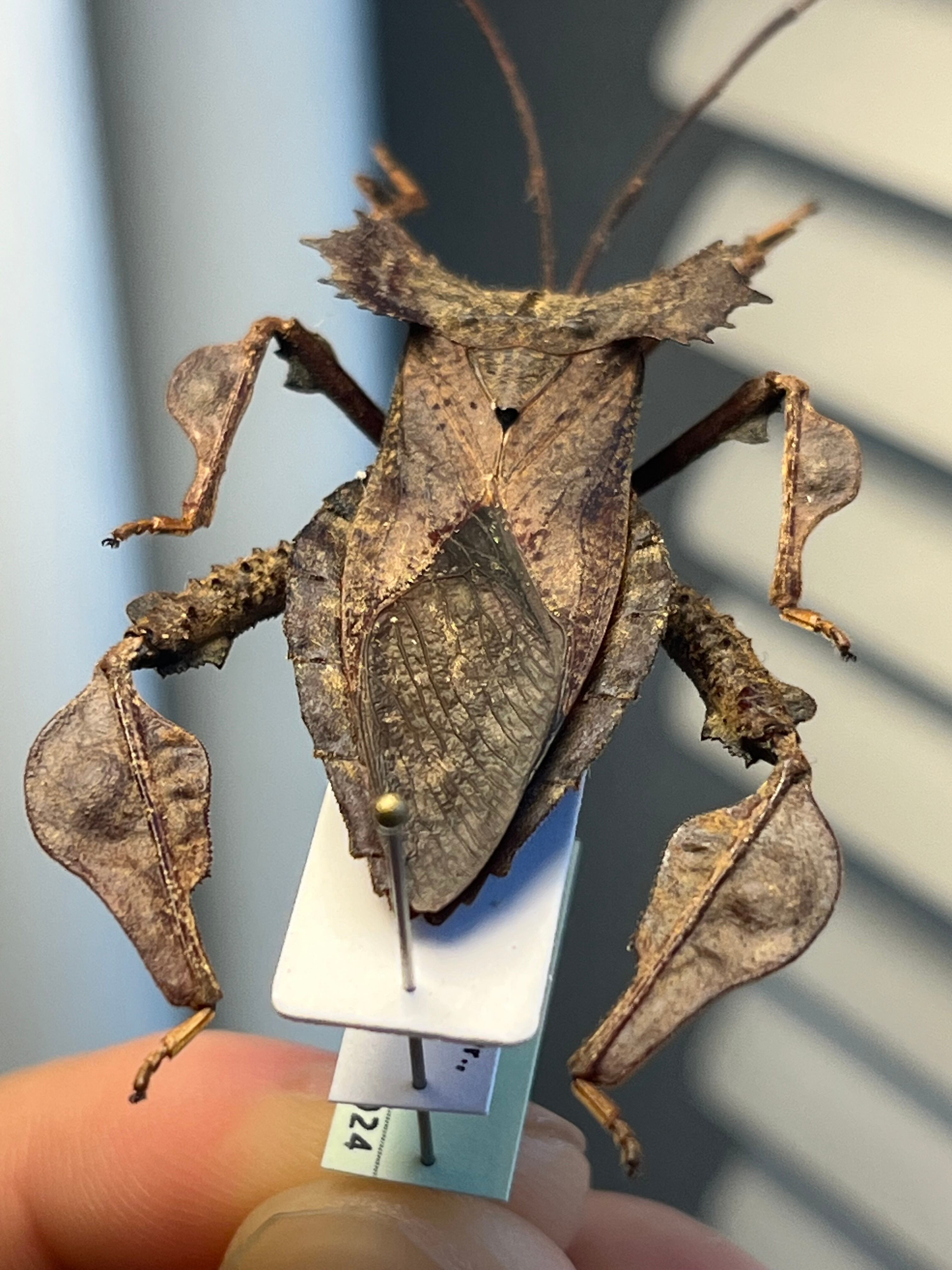 極美展足】オウサマヘリカメムシ 36mm サシガメ甲虫昆虫標本ハムシフン