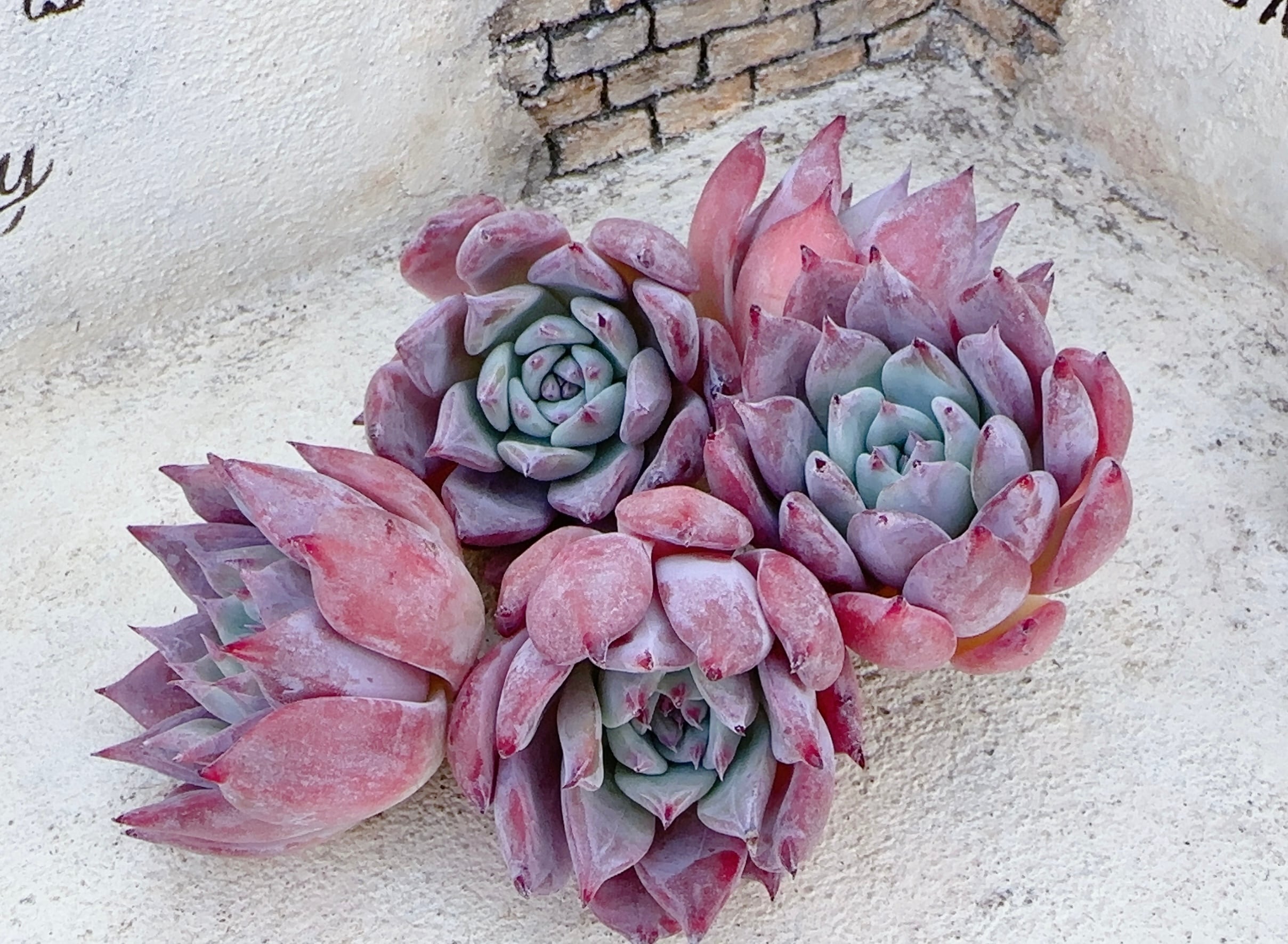 多肉植物 コロラータリンゼアナ コロラータリンゼアナ | 倉敷多肉工房