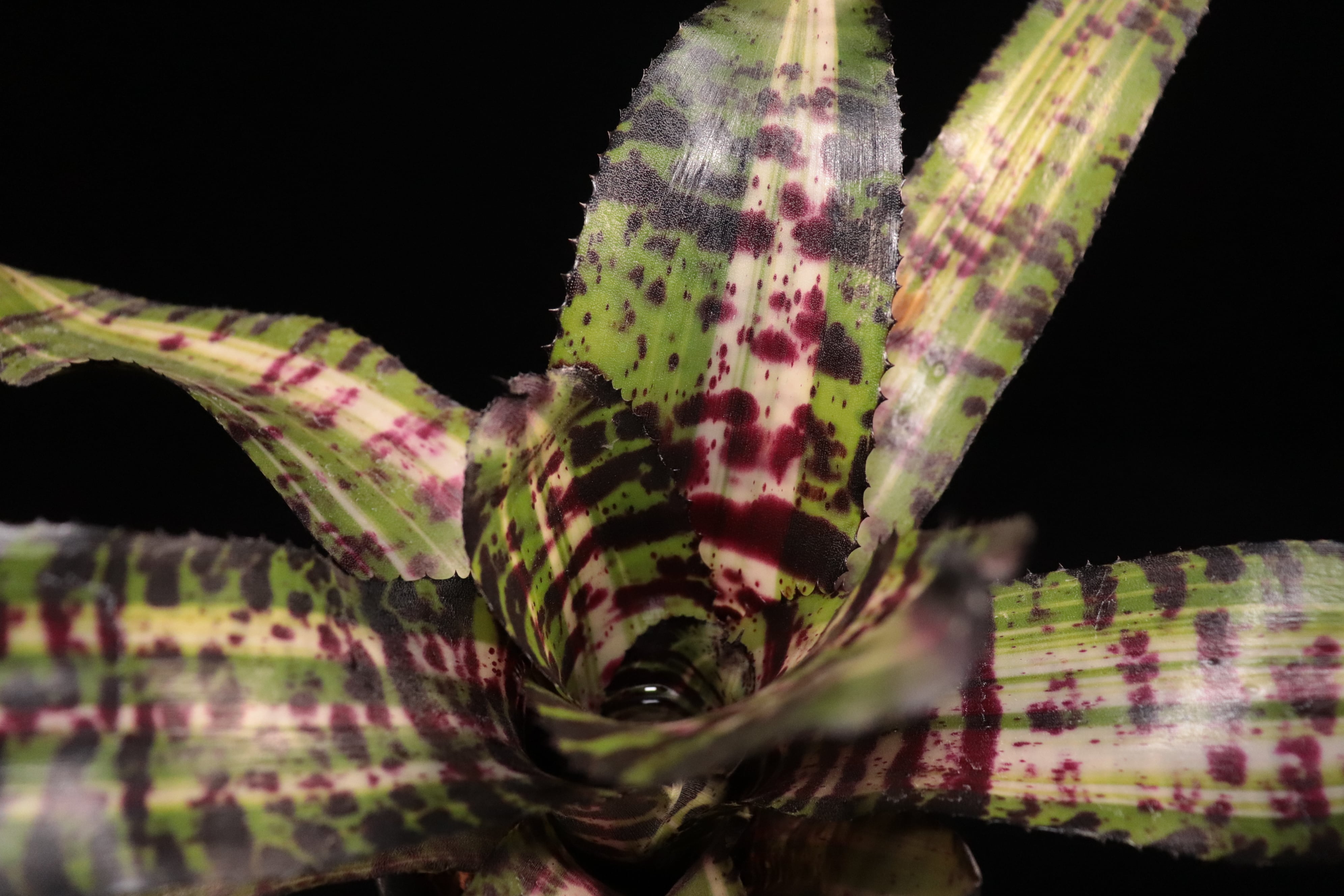 送料無料】Neoregelia 'Snake Charmer'〔ネオレゲリア〕現品発送N0571