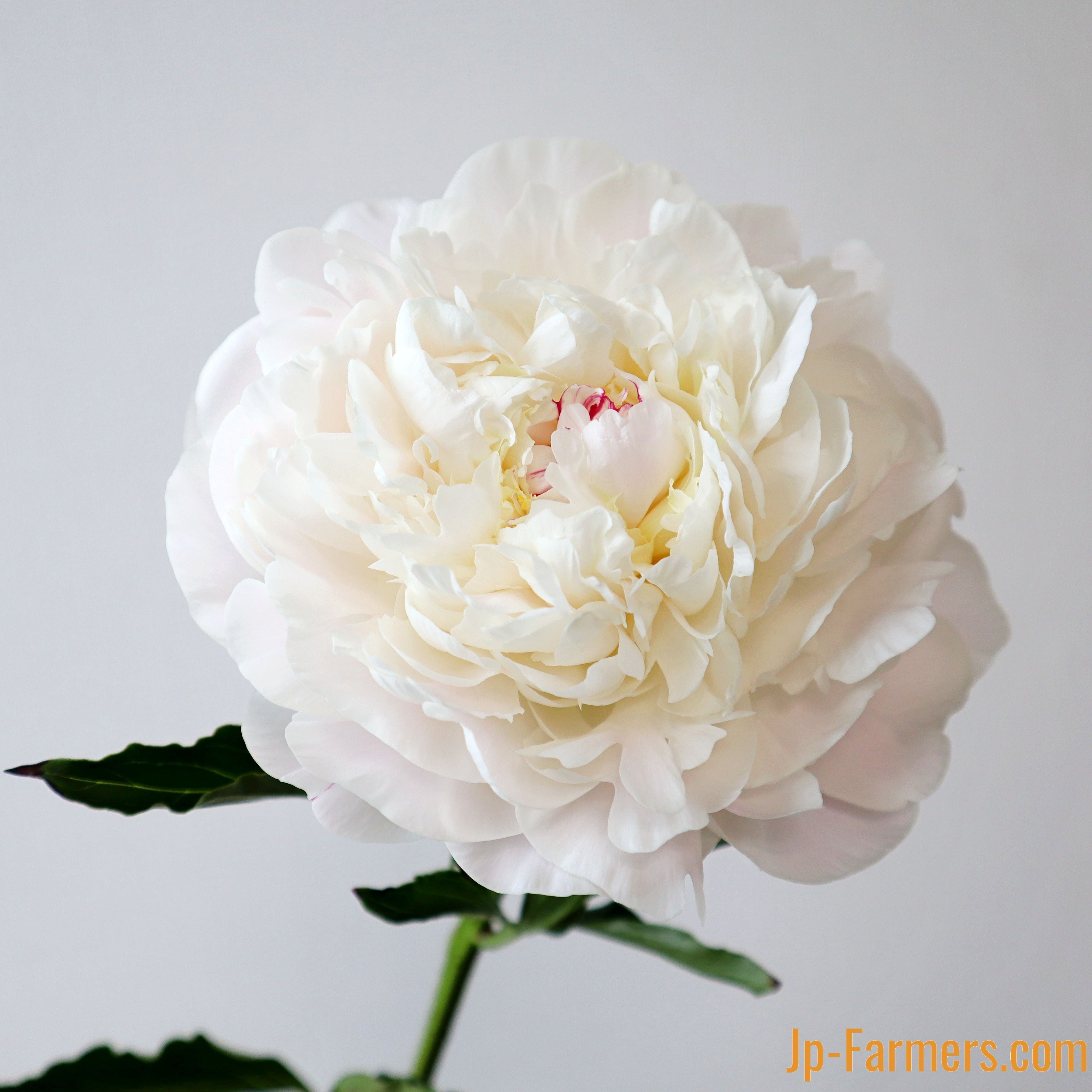 野島さんの芍薬 即出荷】 ホワイトフロスト 5本 静岡県 | 新鮮お花問屋