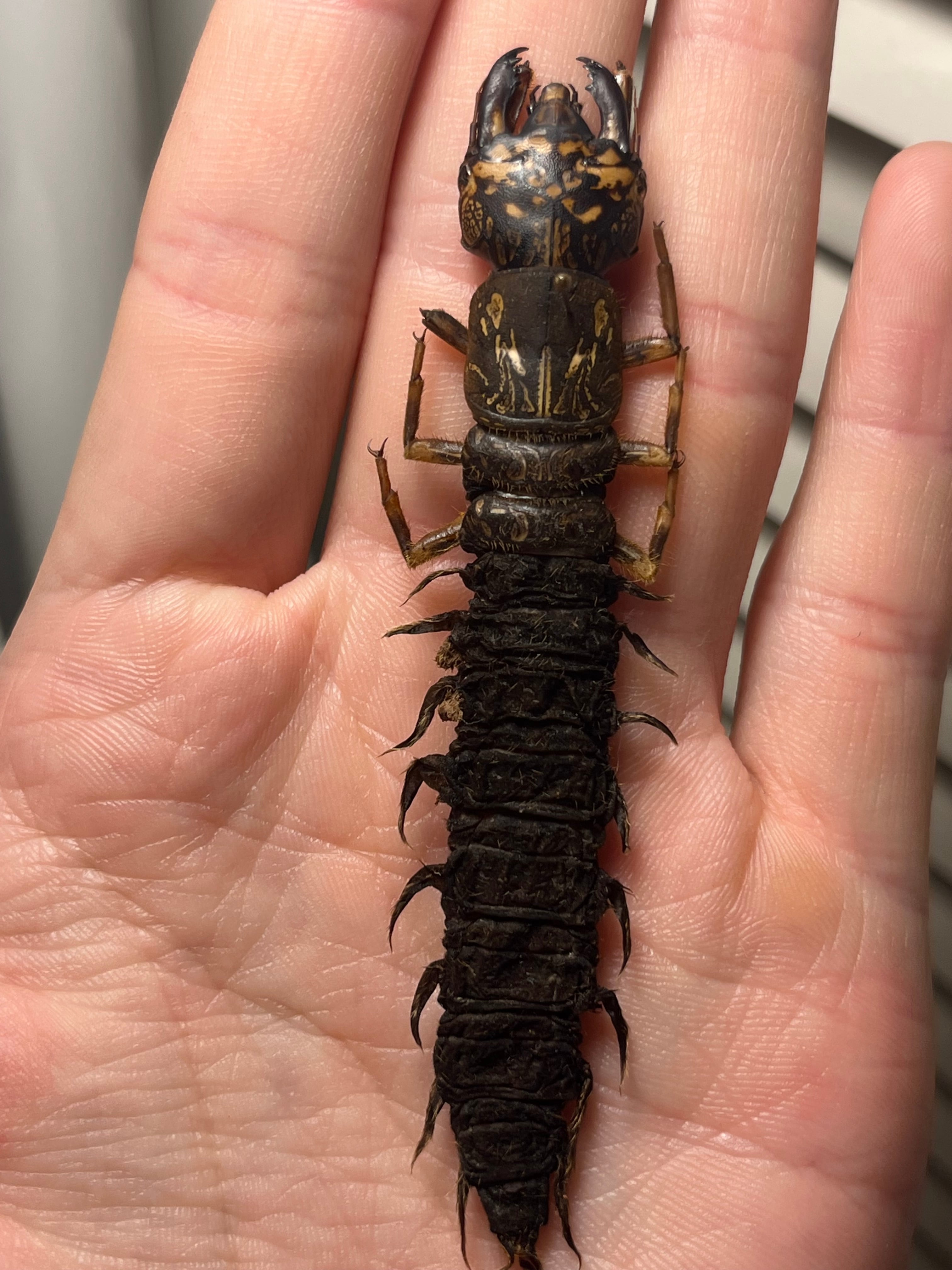 幼虫】オオキバヘビトンボ ウスバカゲロウ蜻蛉トンボオオアゴ