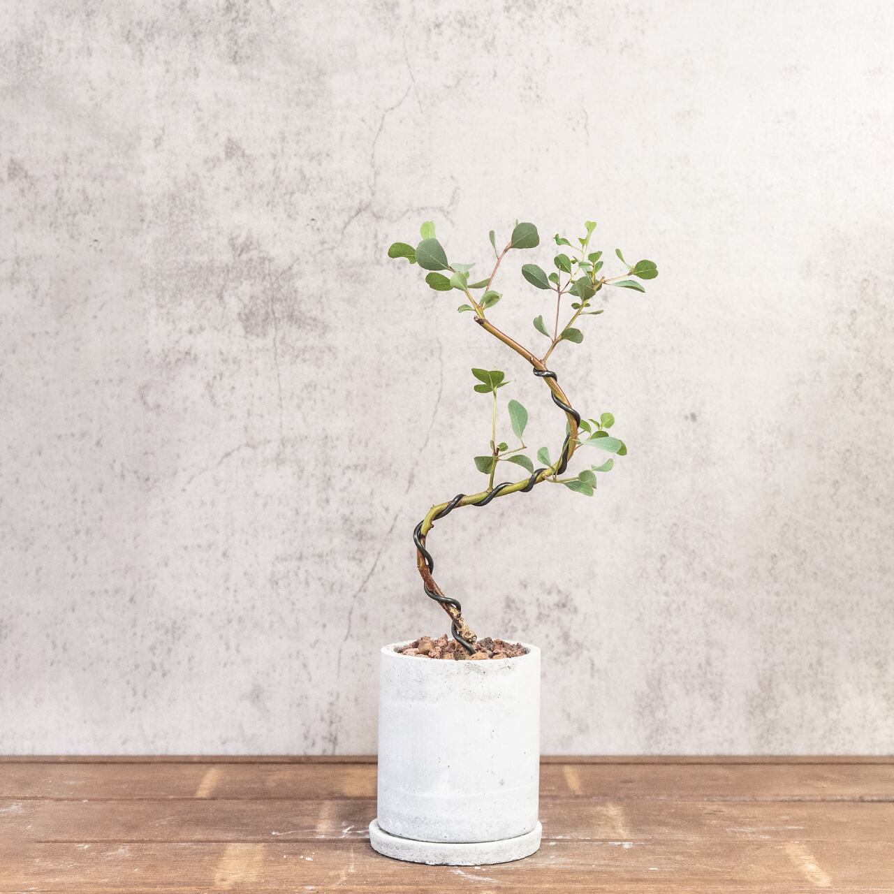 ユーカリ・ポポラス|曲線美あふれる枝ぶりと可愛らしい丸葉が魅力 盆栽屋仕立ての一点物【手づくりモルタル鉢】